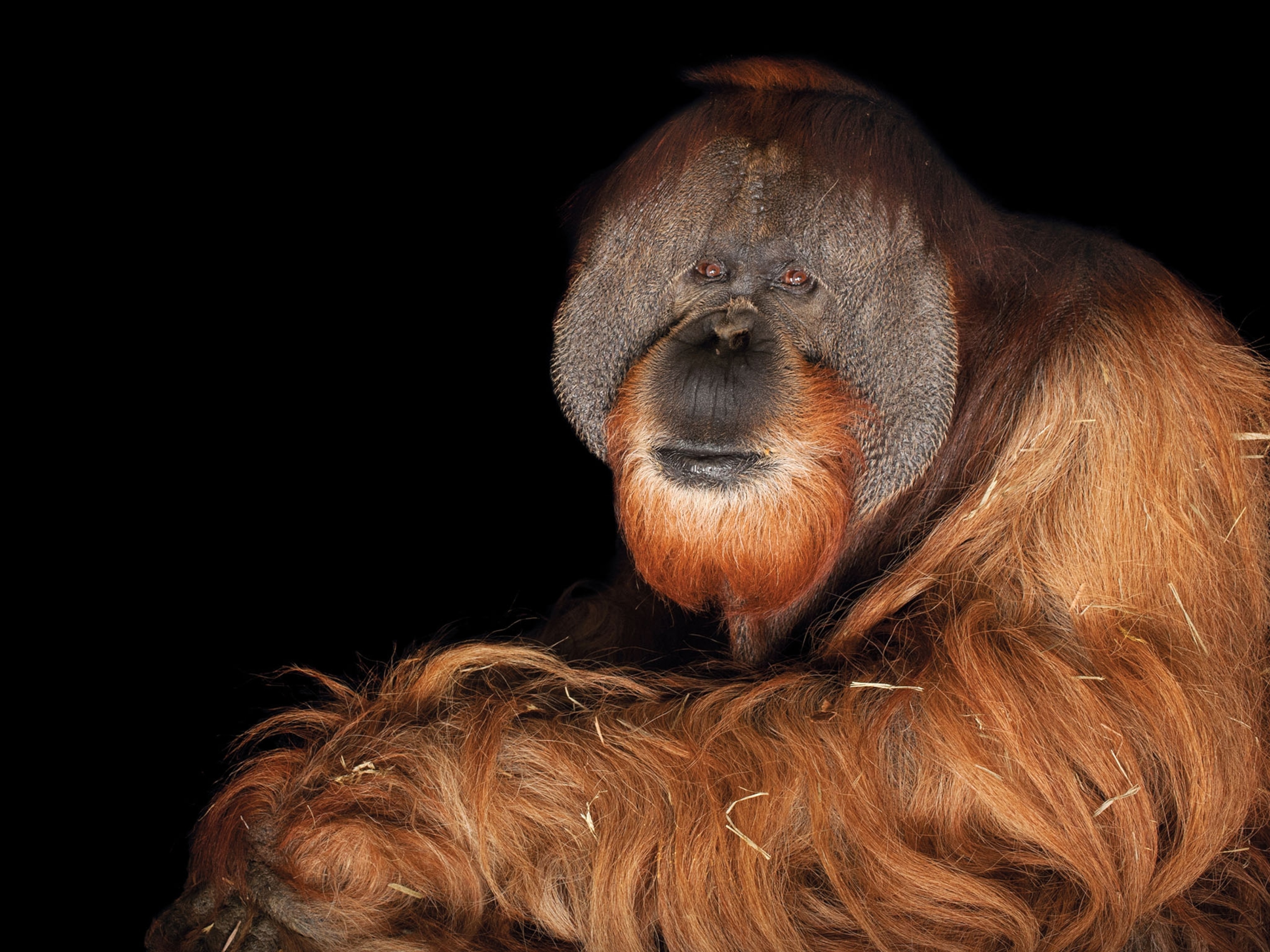 a Sumatran orangutan