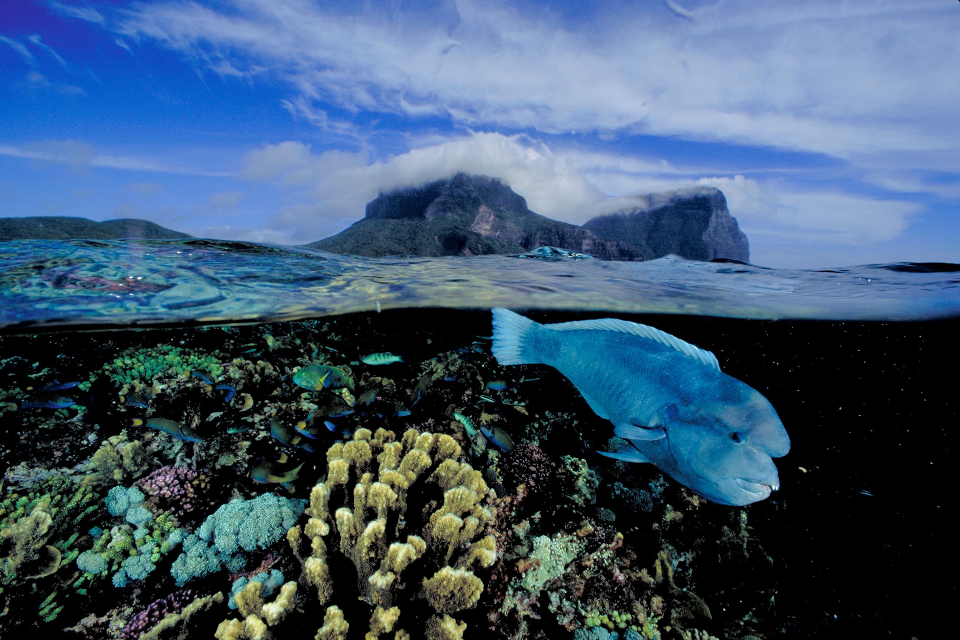 a double headed wrasse