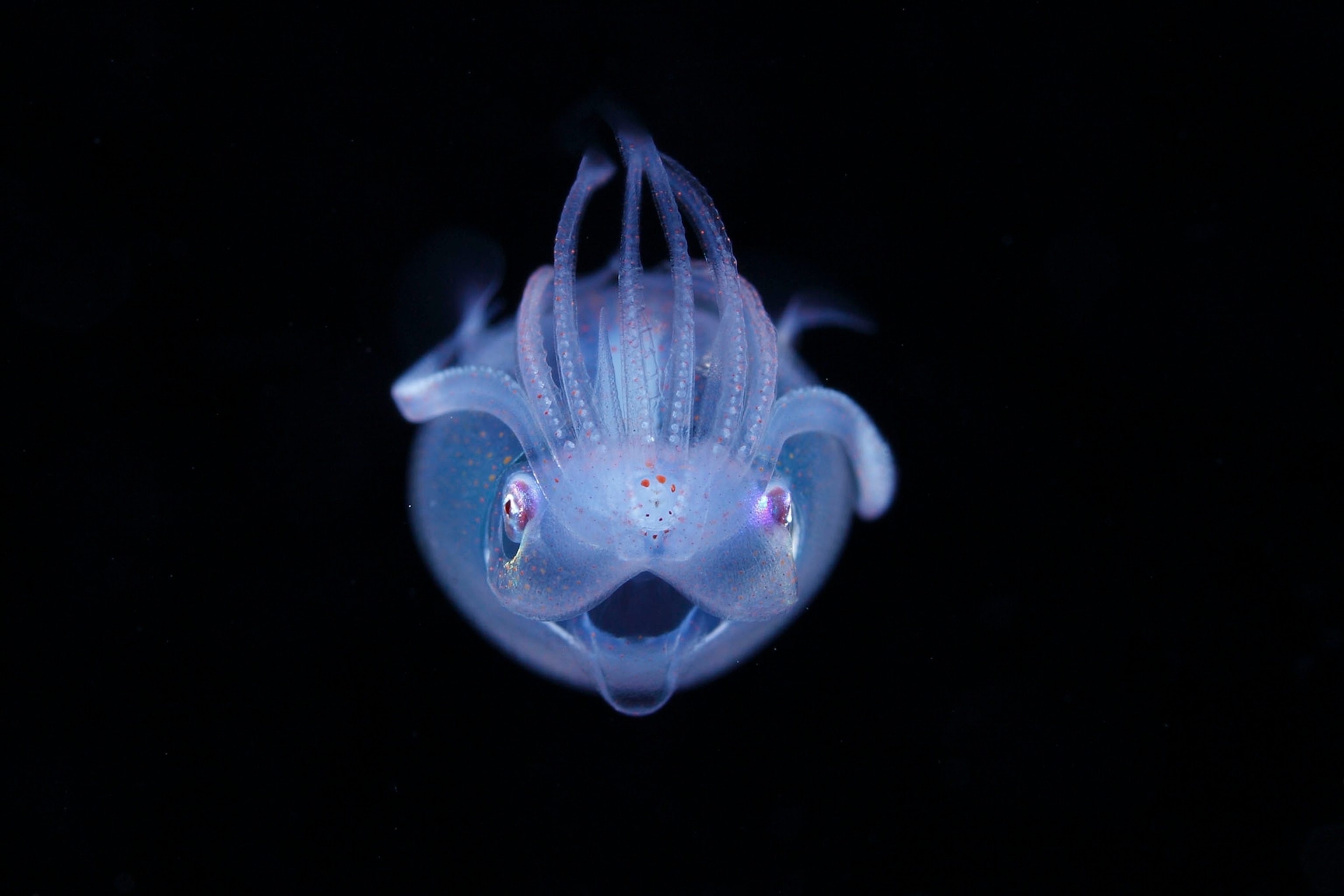 fish larva