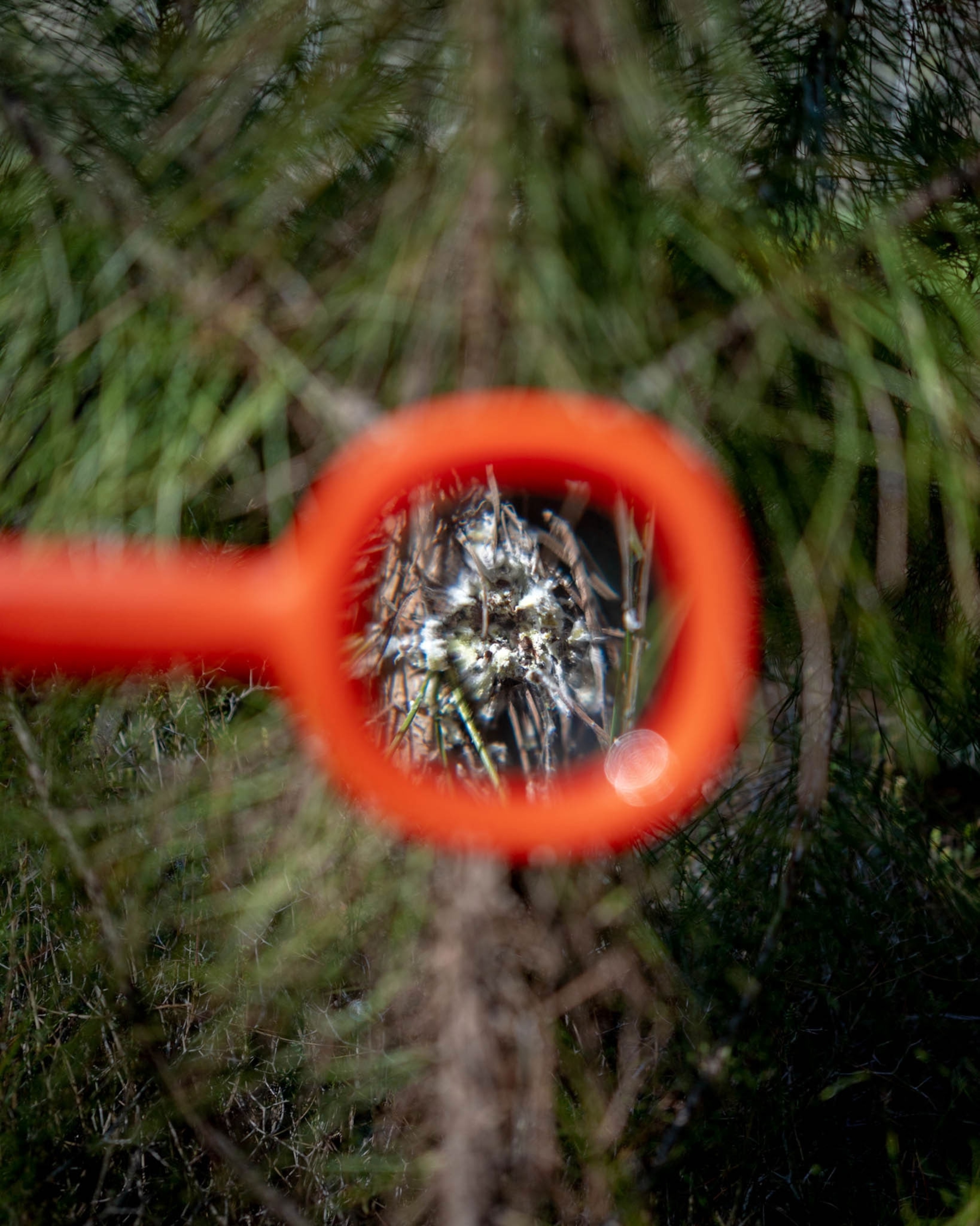 eggs on an infected pine are seen through a magnifying glass