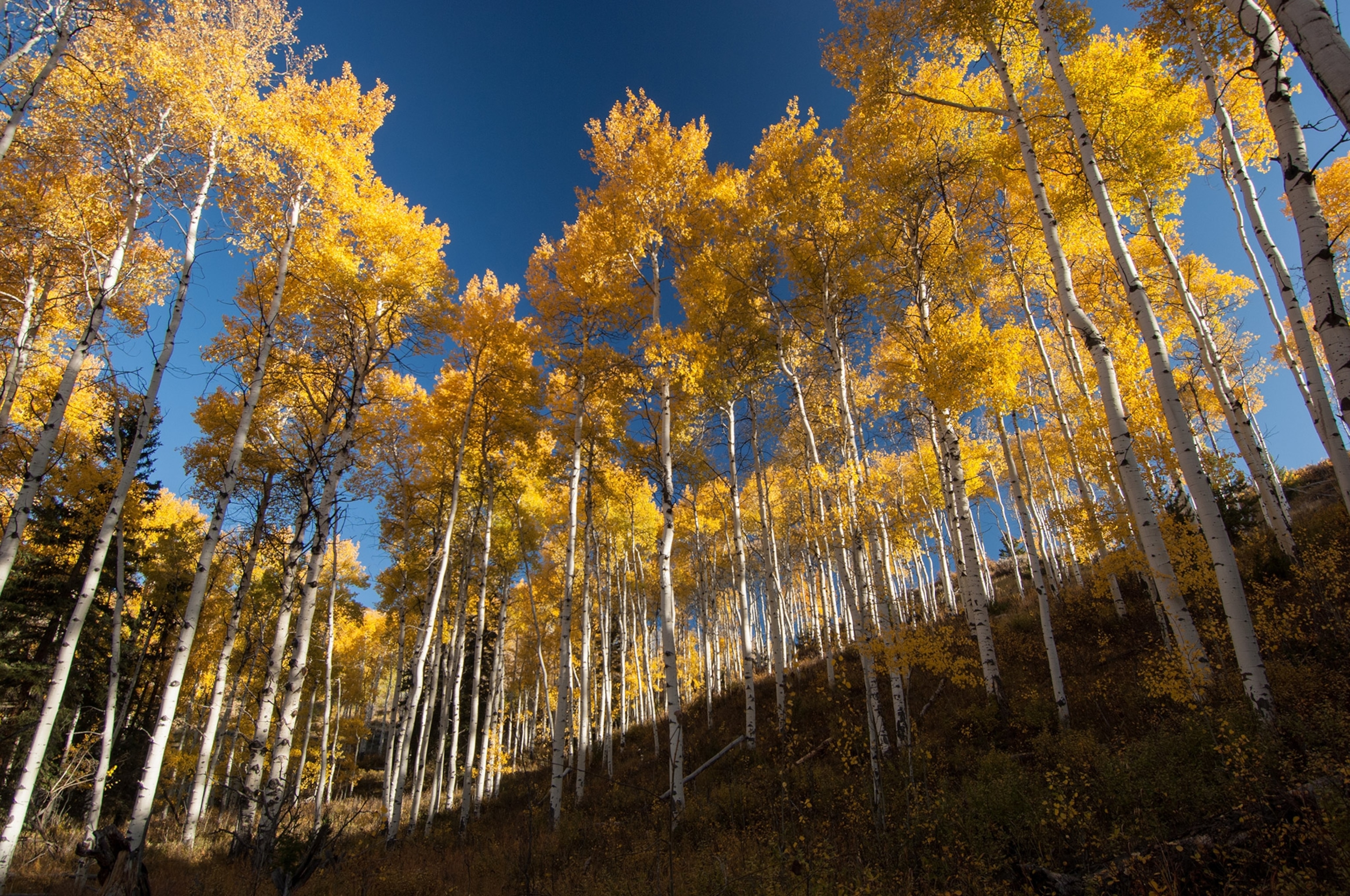 Aspen trees with golden leaves in Grand Teton National Park in the fall.