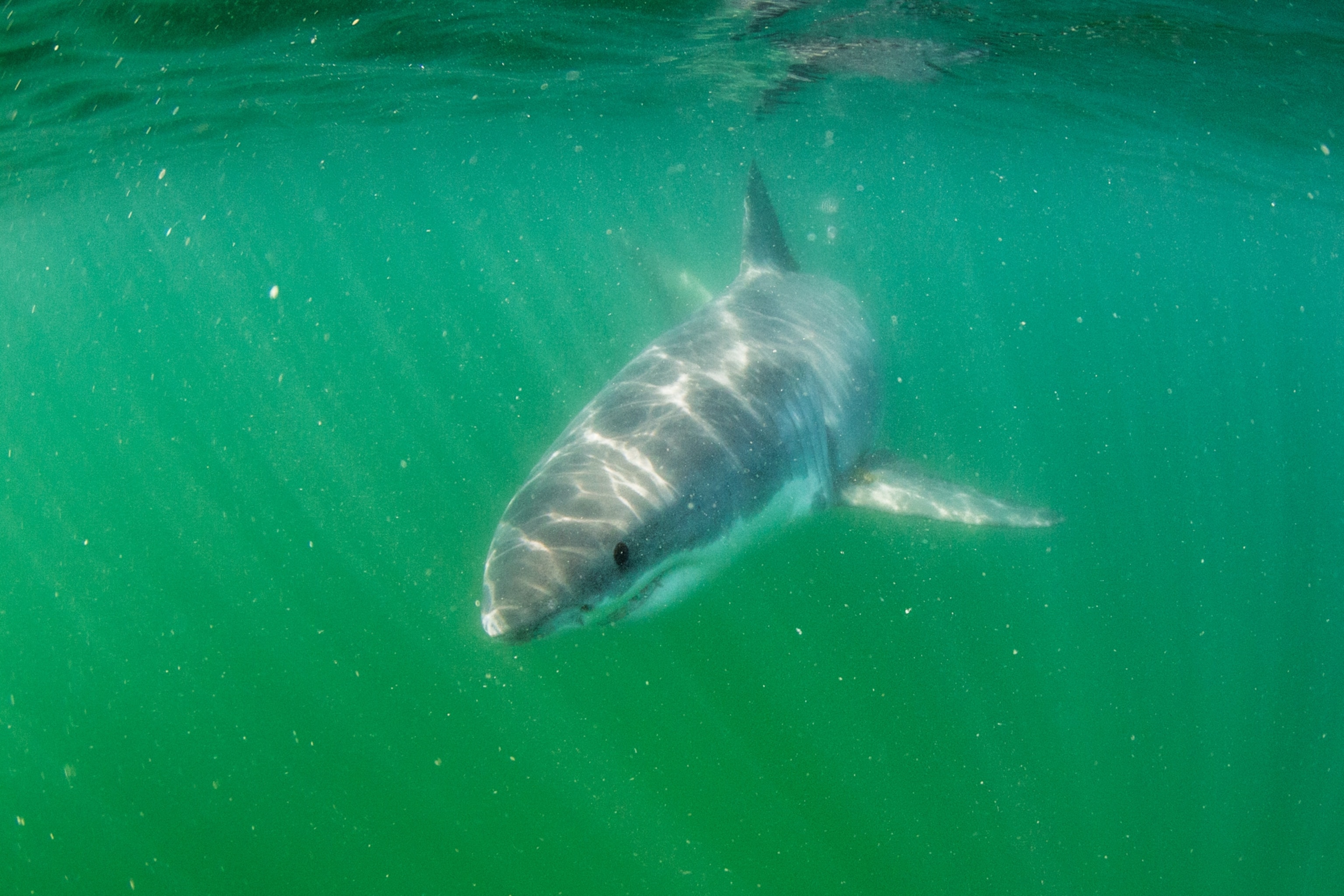 A great white shark seen underwater, where the water appears green.