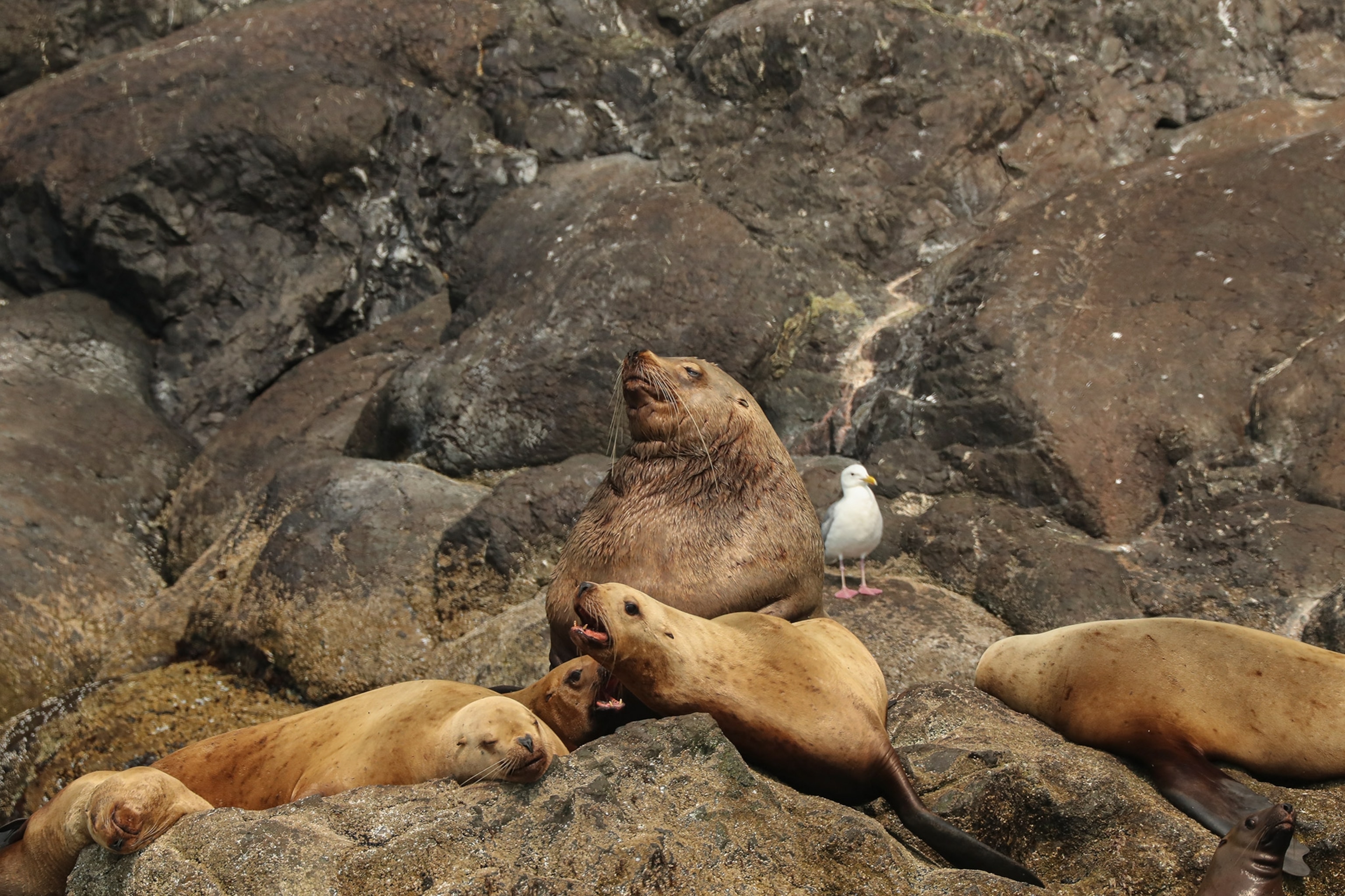 A group of Sea lions sit together.