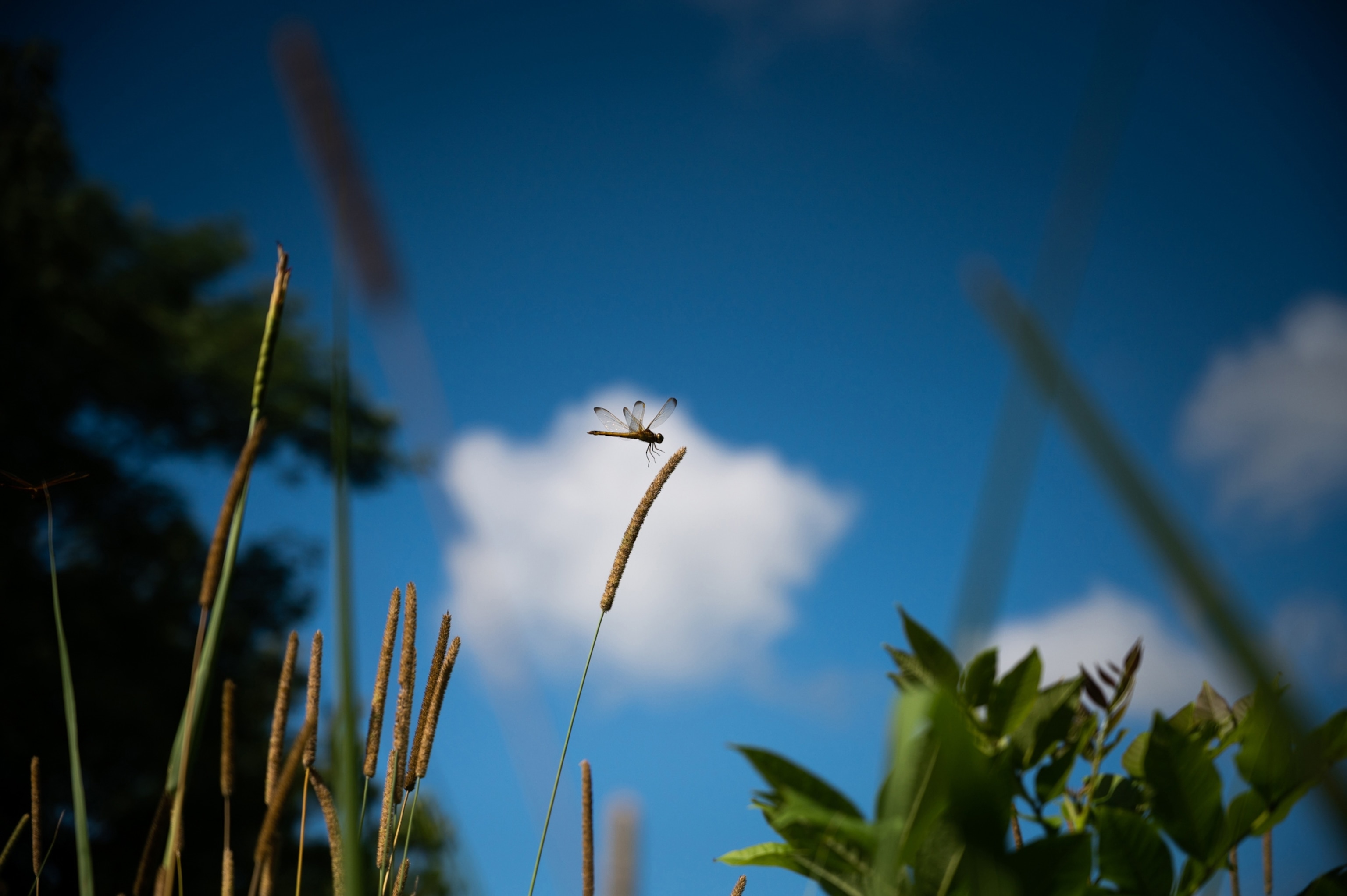 a dragonfly