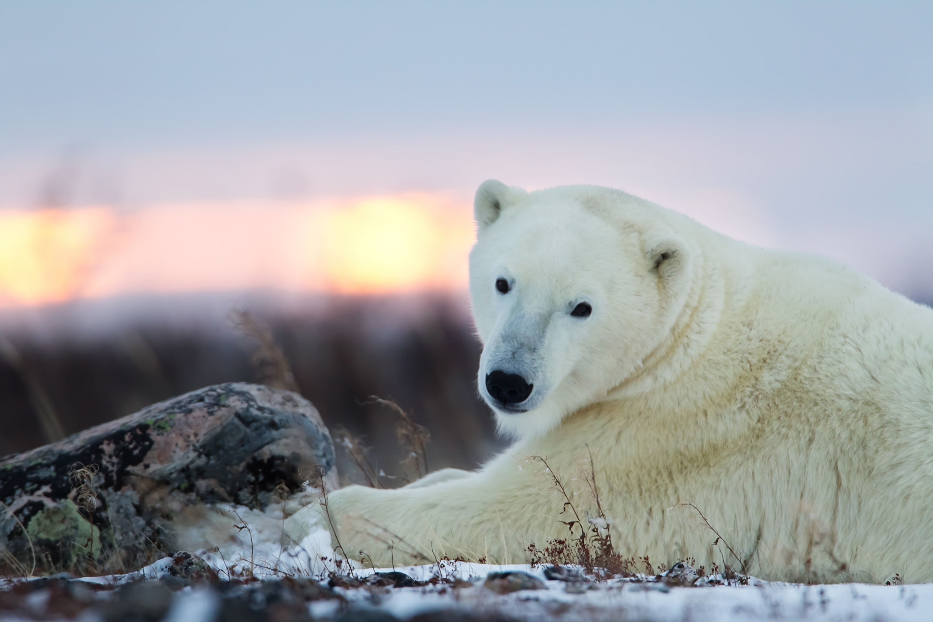 A close up of a polar bear.