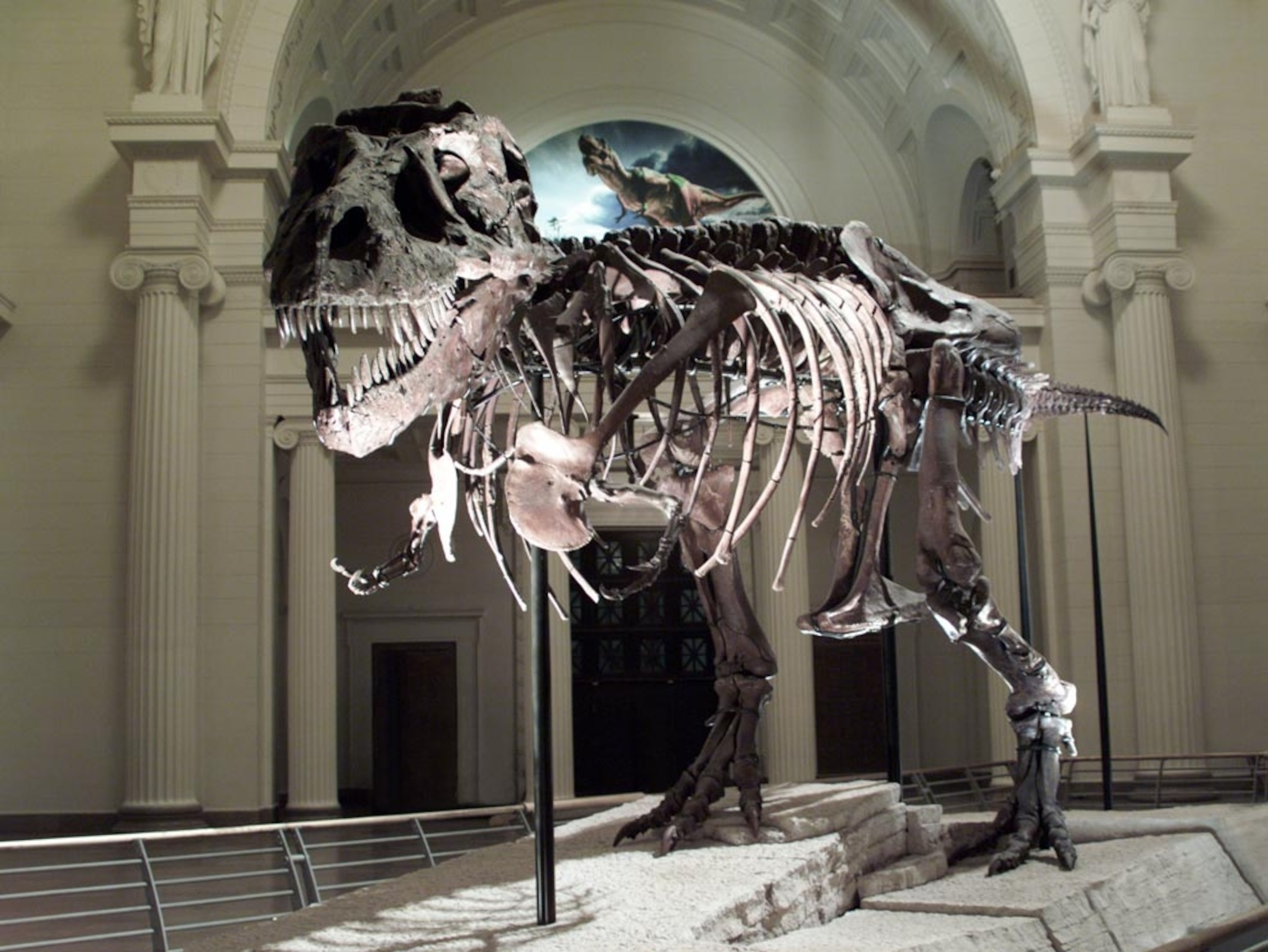 A Tyrannosaurus Rex skeleton