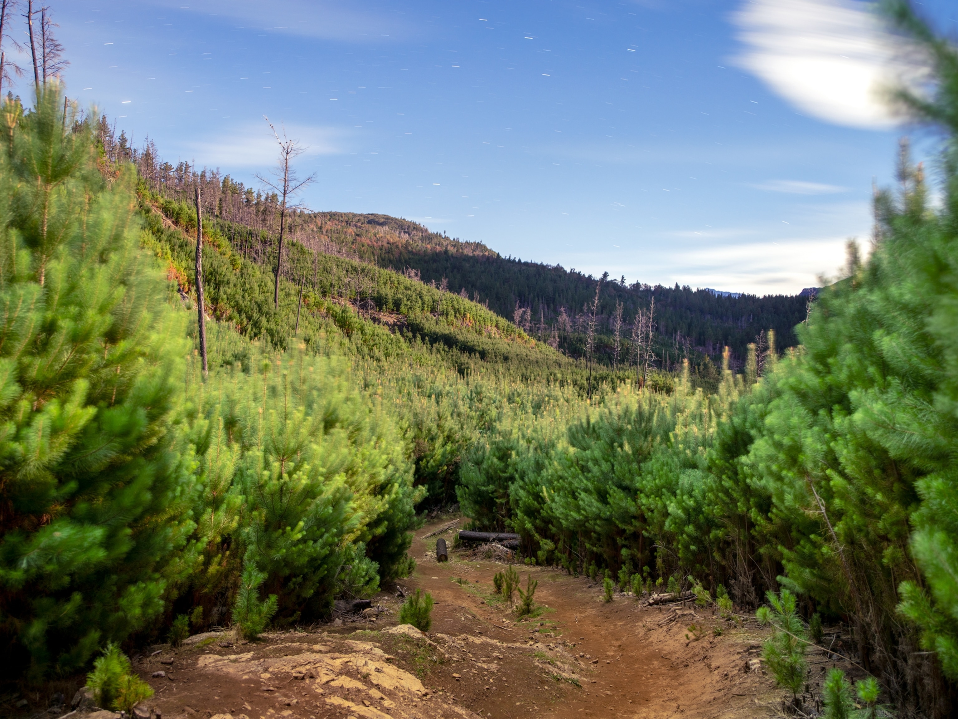 young pine trees growing in clear rows with a winding path through a thicket