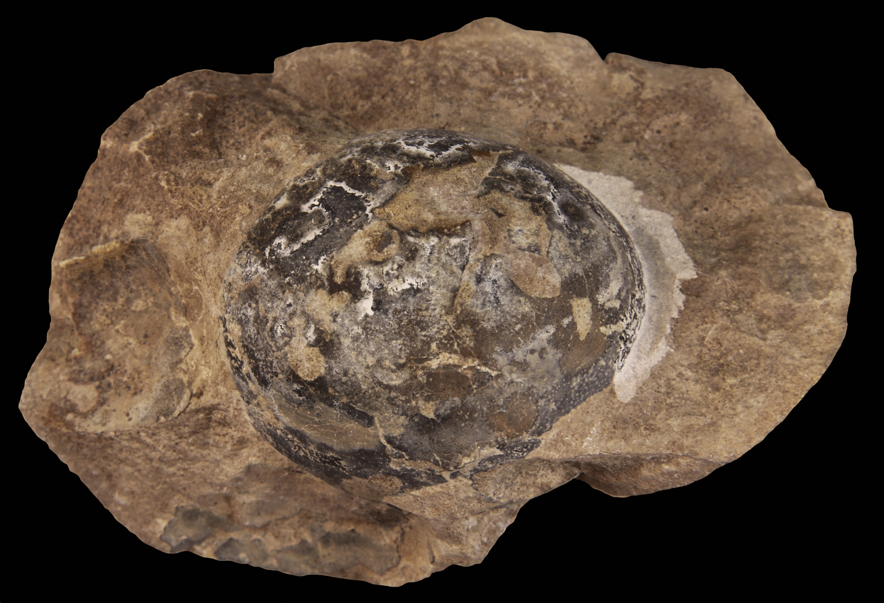 egg fossil