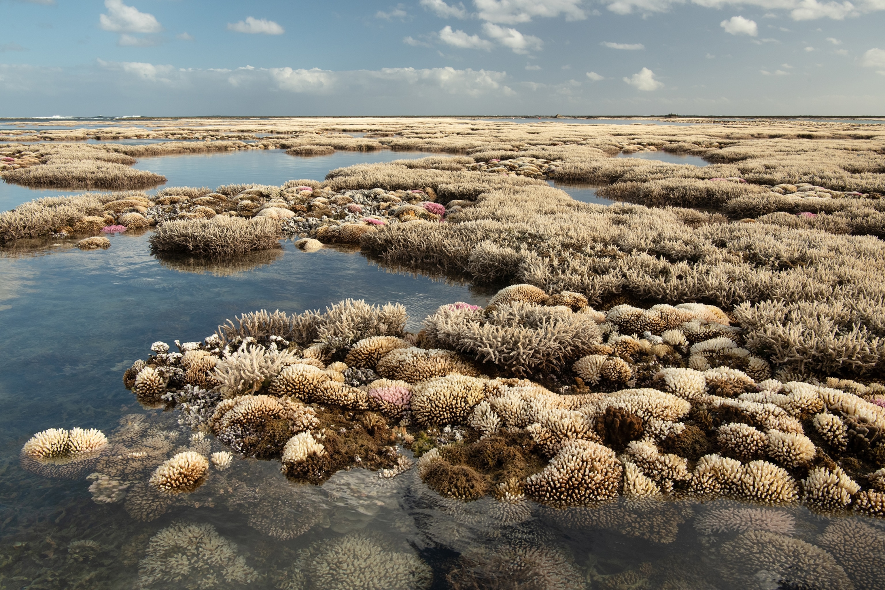 Stress and desaturated corals, exposed to the sun and air, are seen losing their healthy pigmentation.