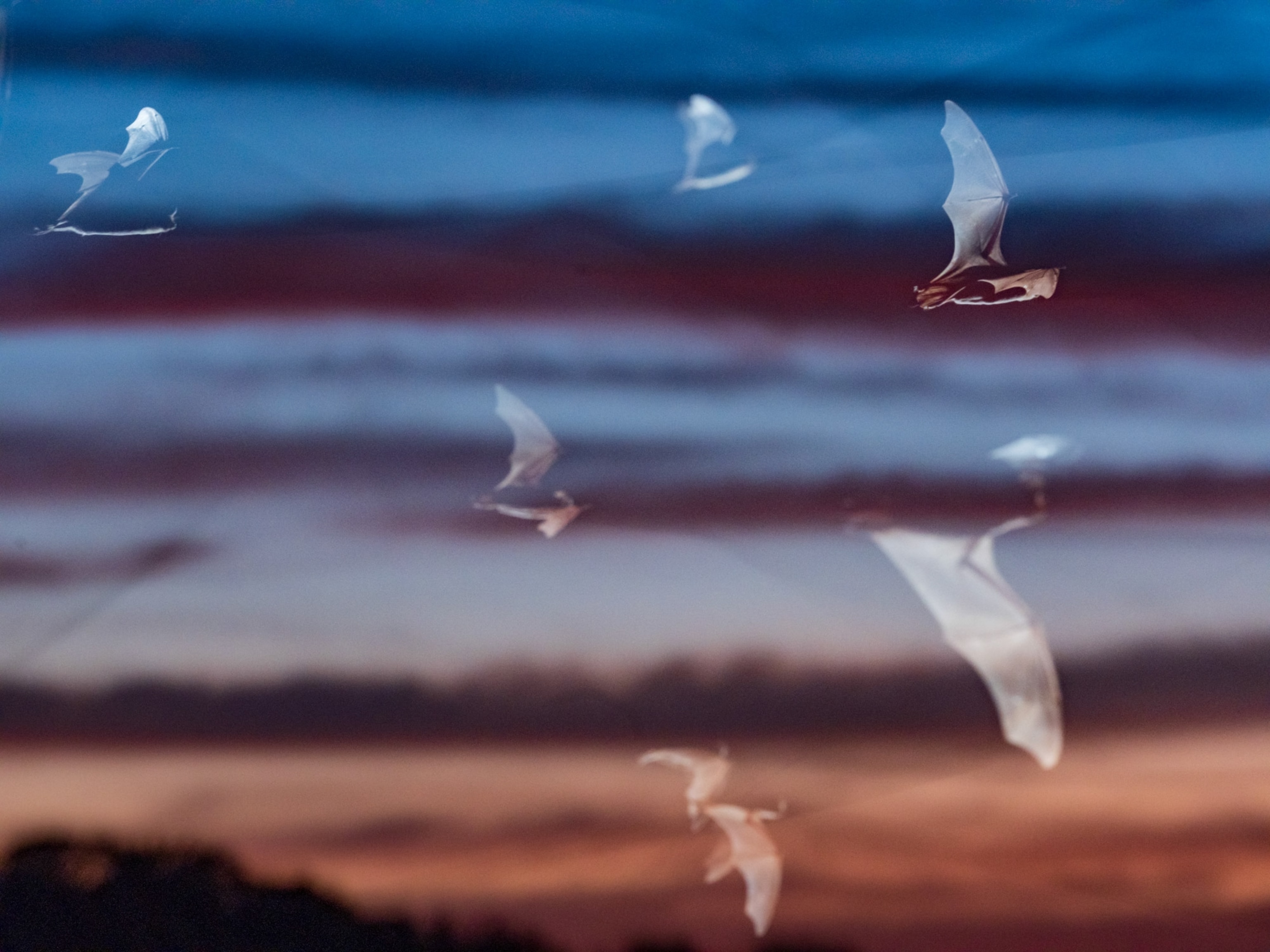 A long exposure with several bats captured by flash against a party-cloudy, sunset sky.