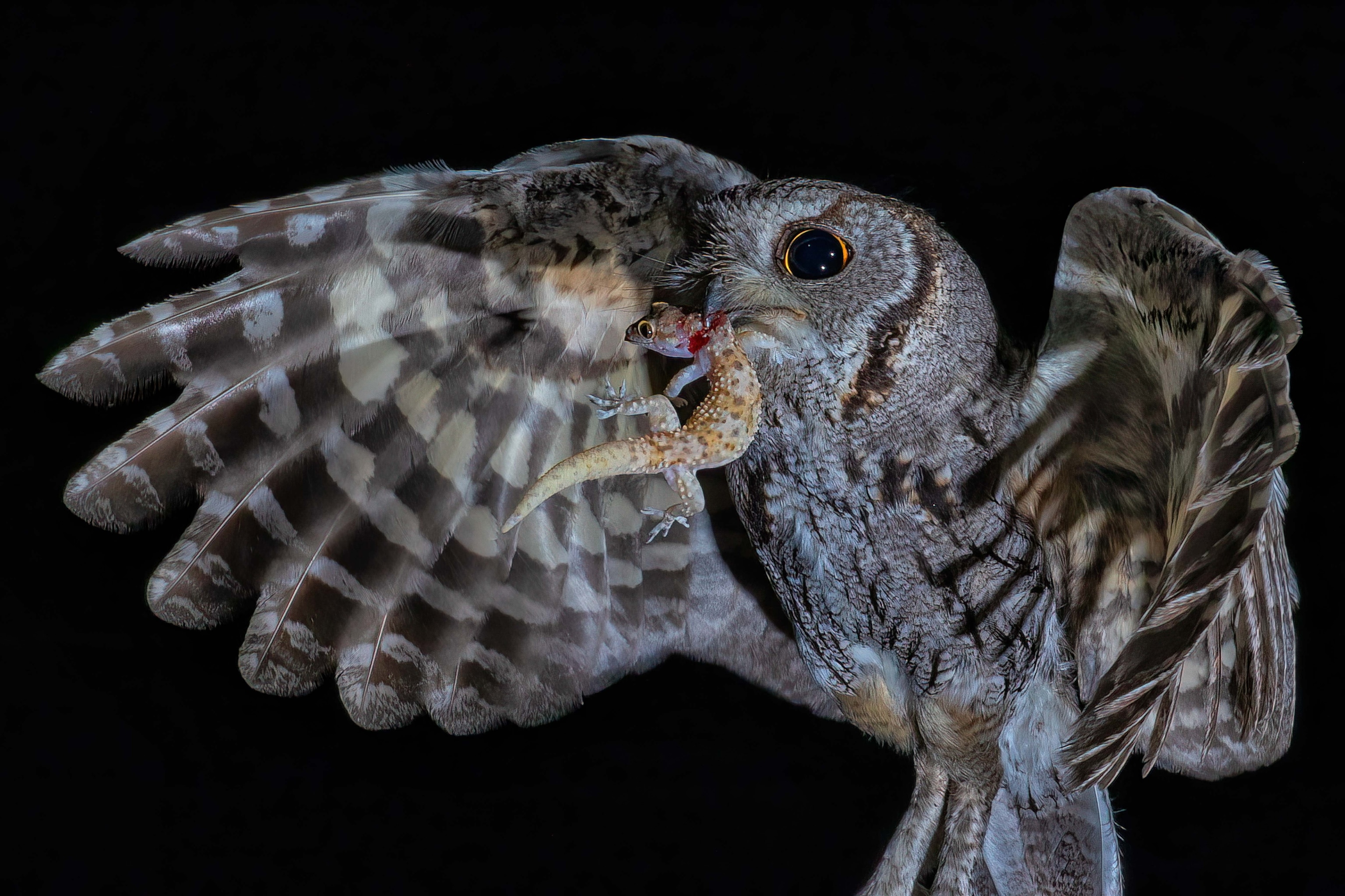 A small desert owl collects a Mediterranean gecko on its nightly run