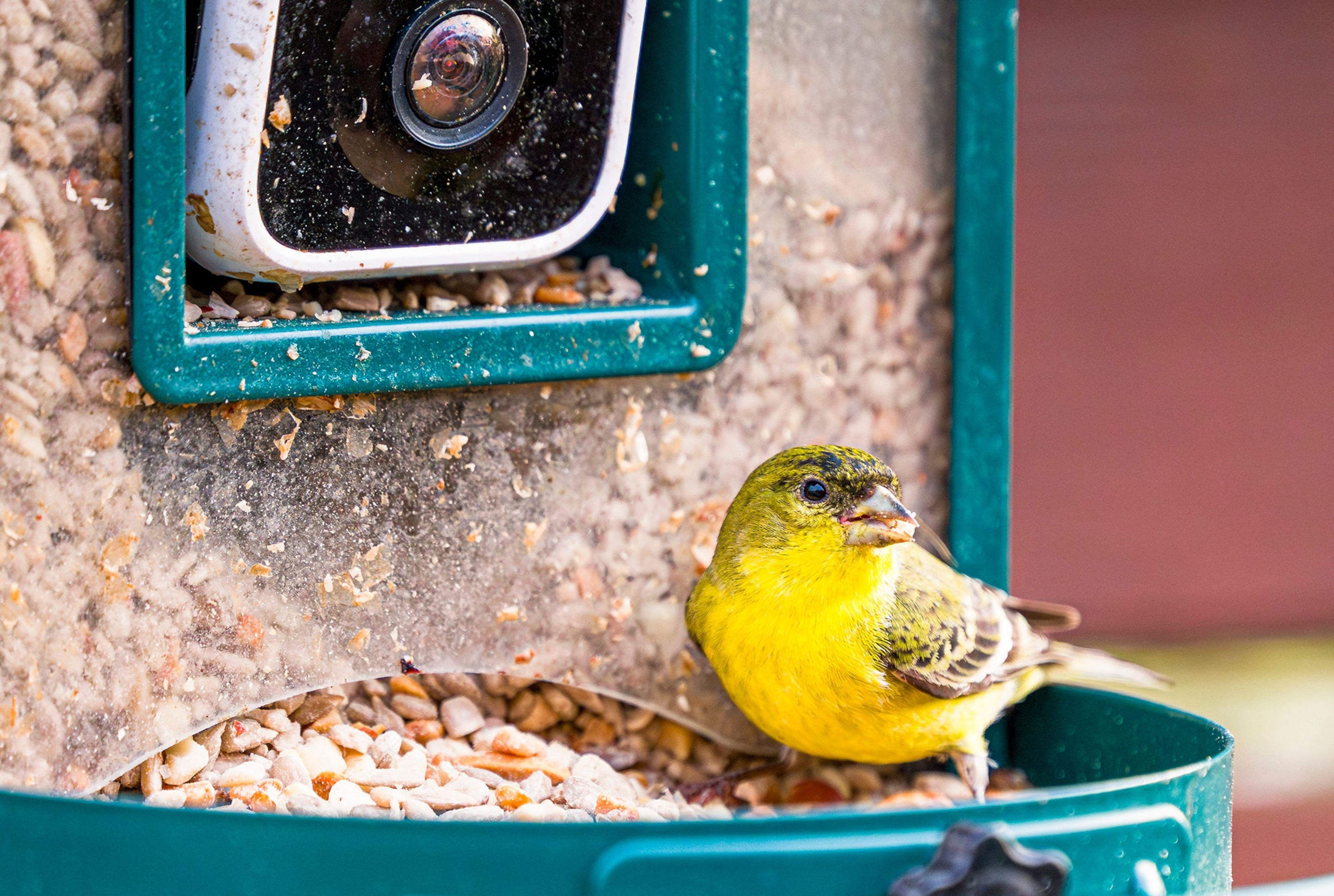 A yellow bird sits on a bird feeder filled with seeds and a built in camera.