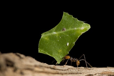a leafcutter ant