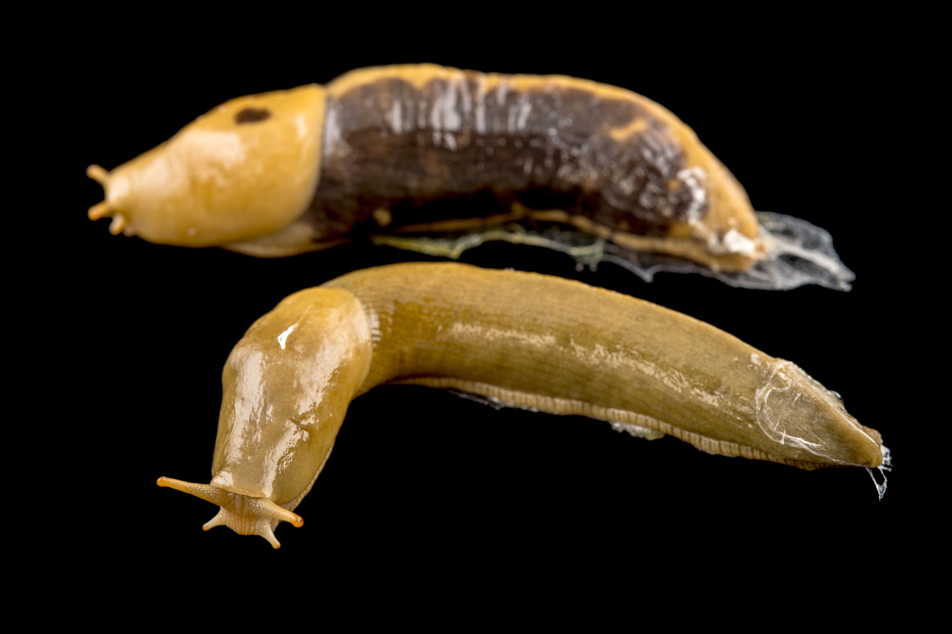 A pair of pacific banana slugs