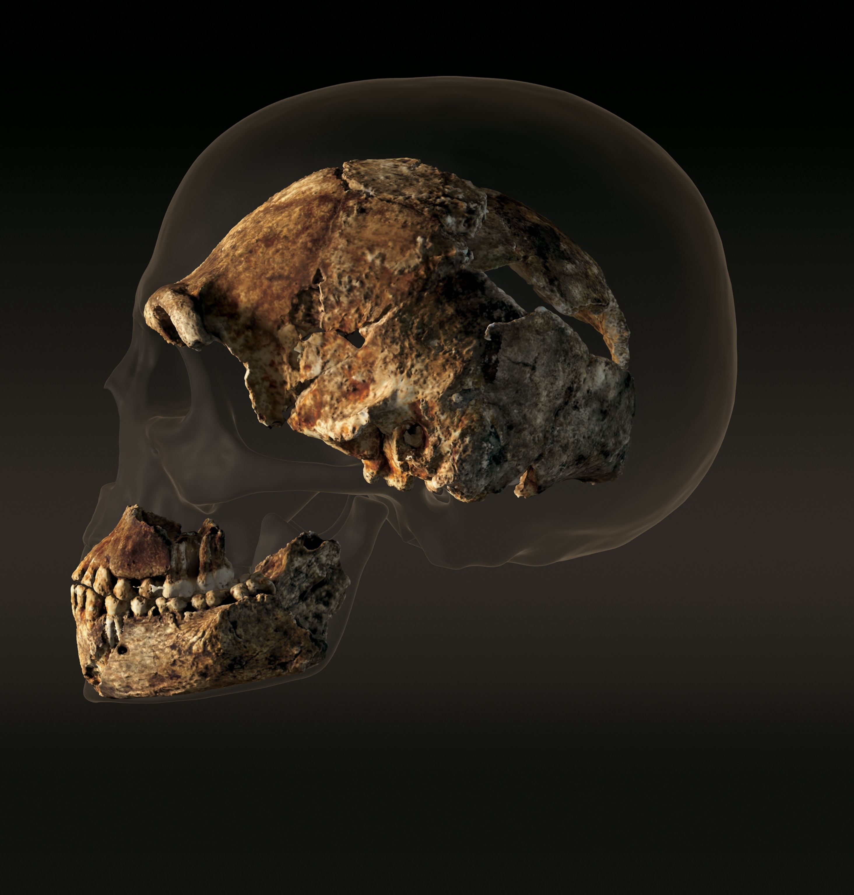 A composite image showing the relative size of an H. naledi skull, which is comparatively small, superimposed over a modern human skull.