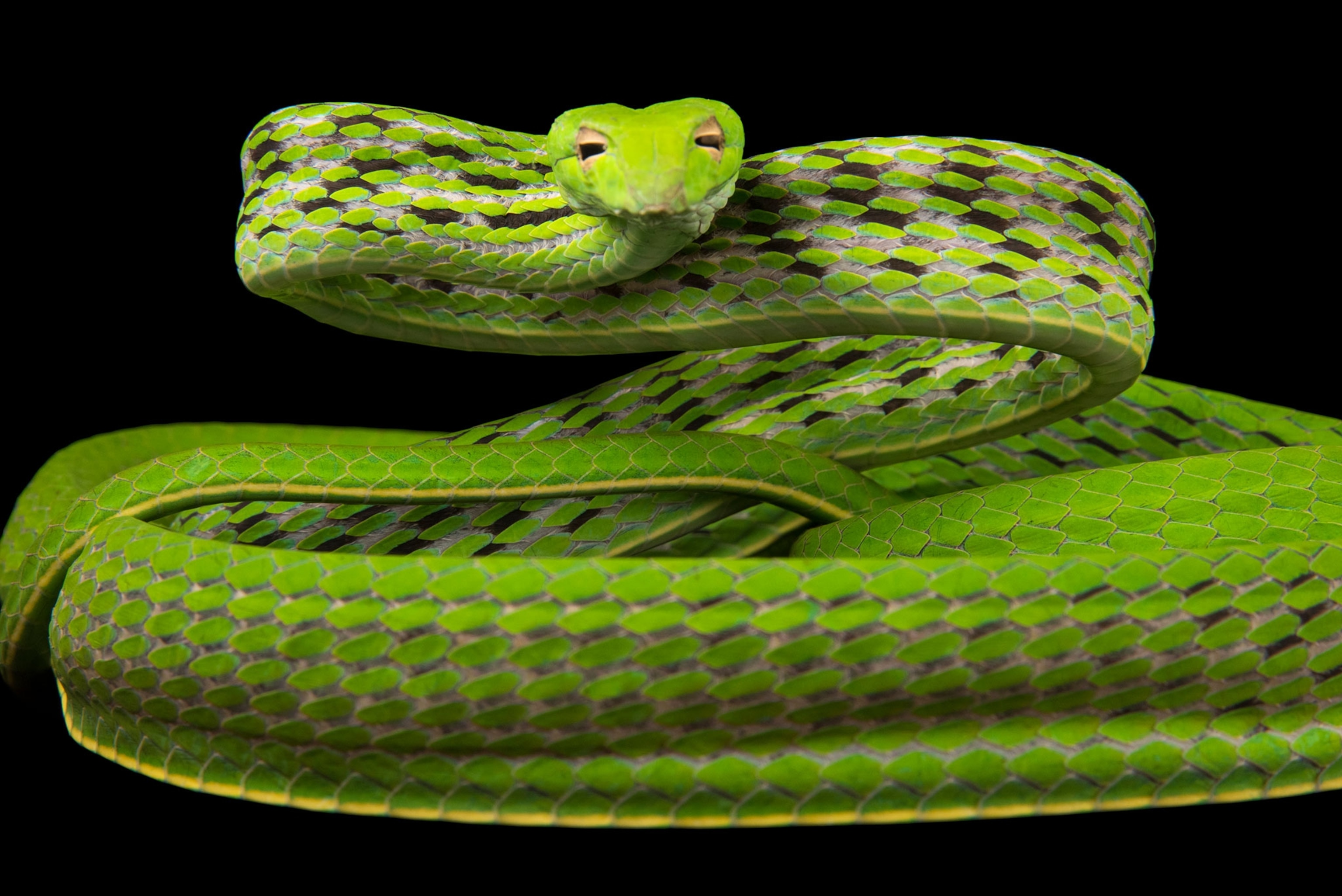 snake