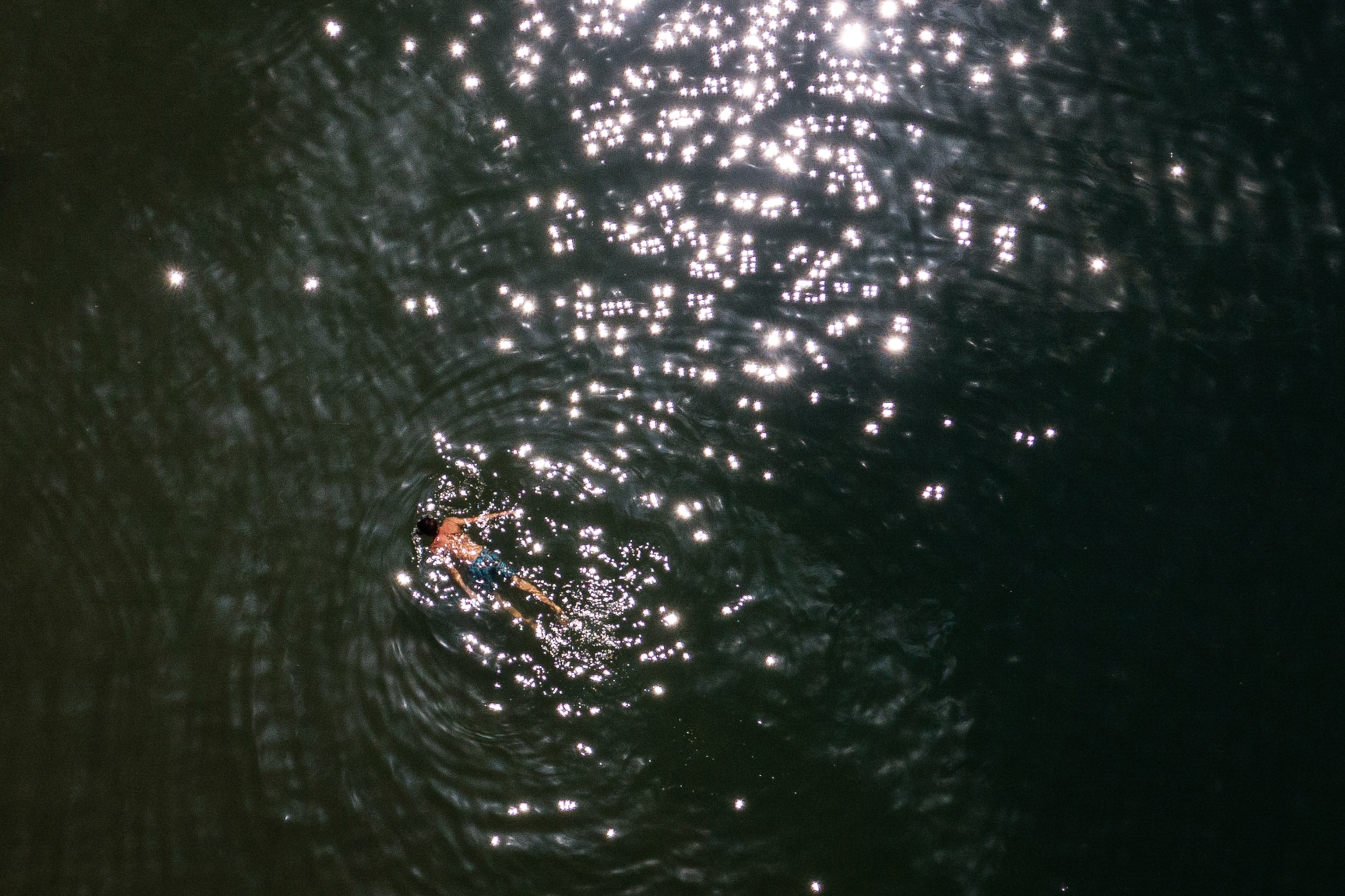 An aerial view of a simmer seemingly by themself as they swim in Carey Lake.
