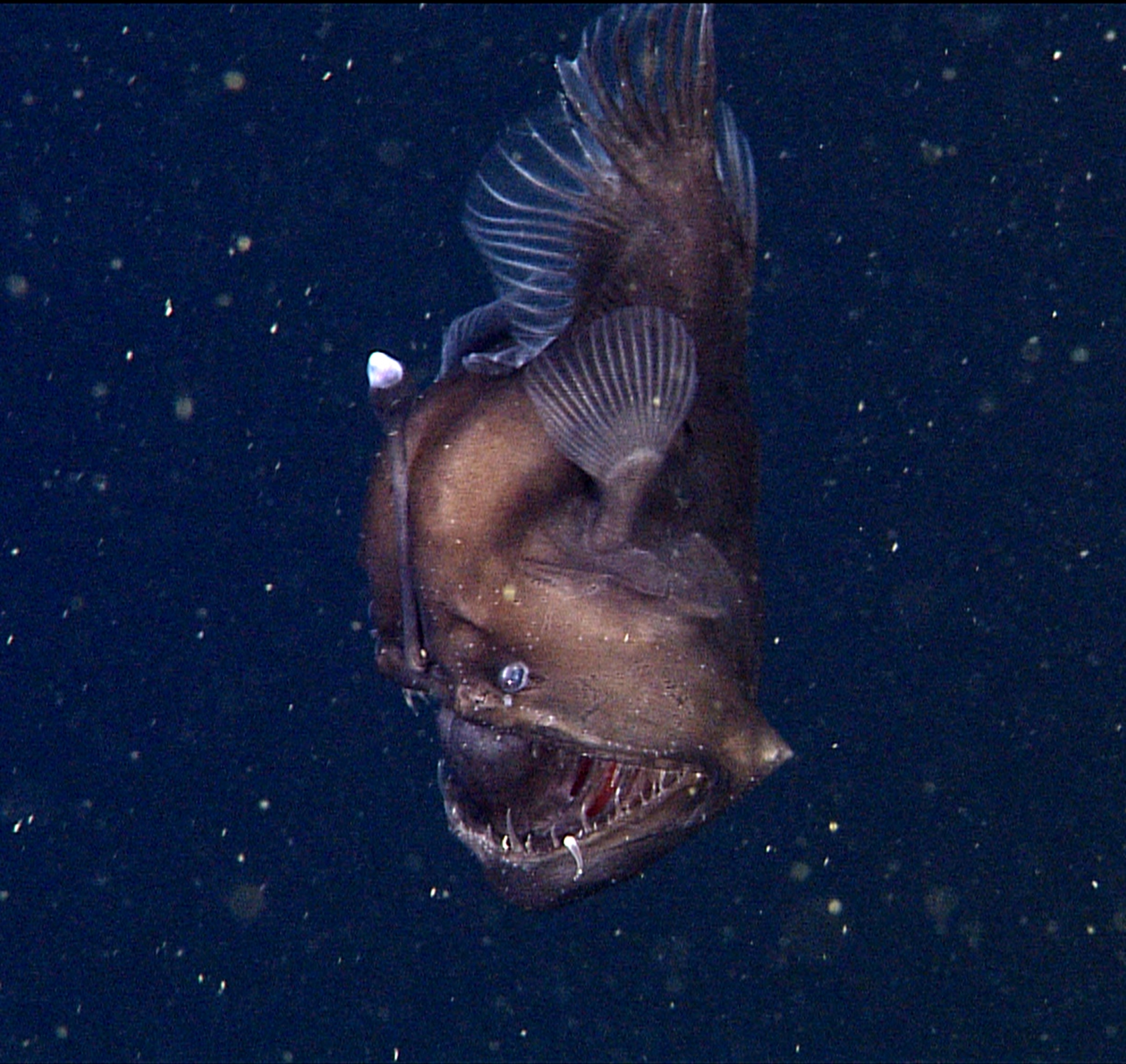 A rare deep-sea anglerfish off of the coast of California about 1,900 feet below the ocean’s surface.