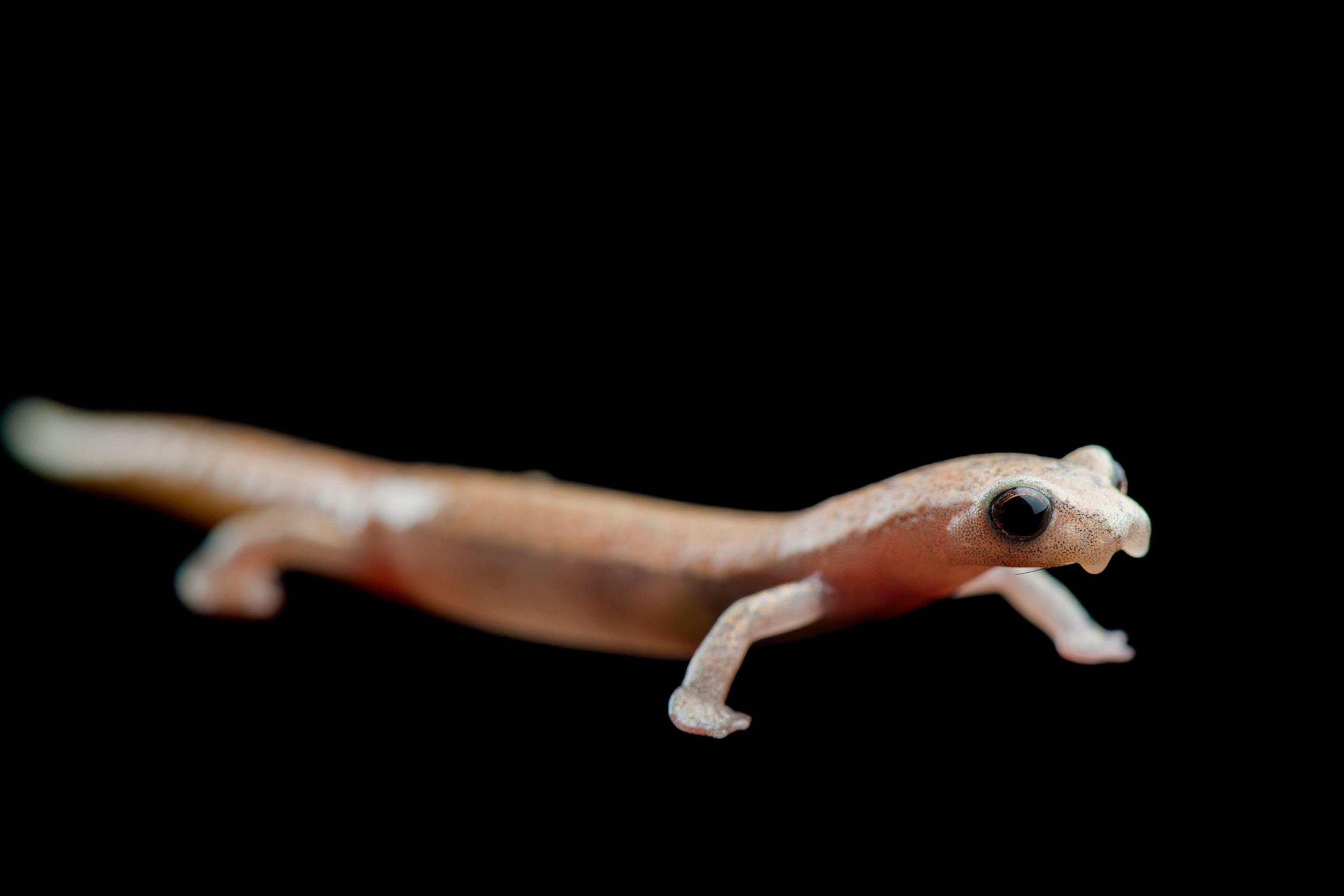 a banana salamander