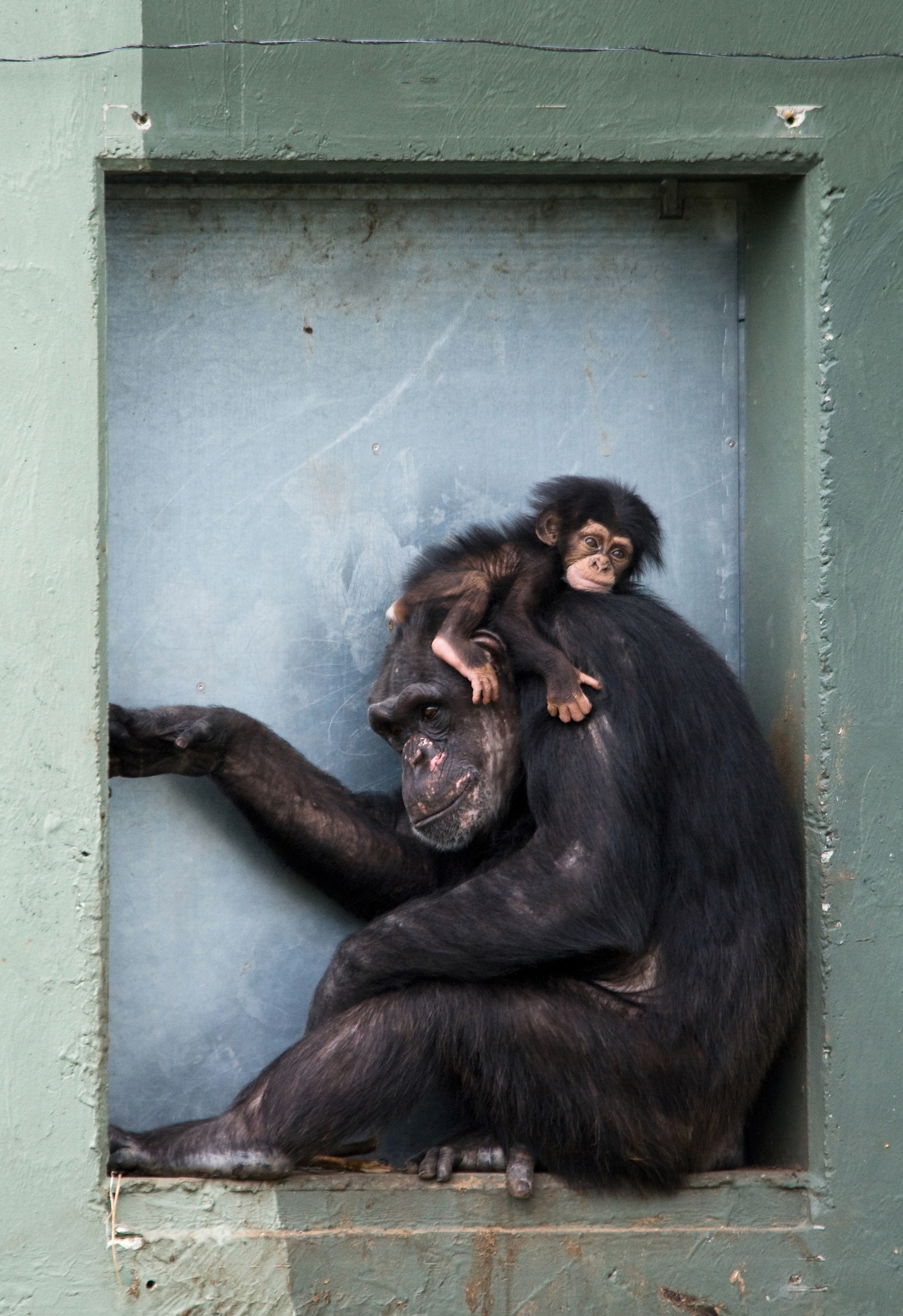 Photograph of a baby chimp sitting on its mothers head
