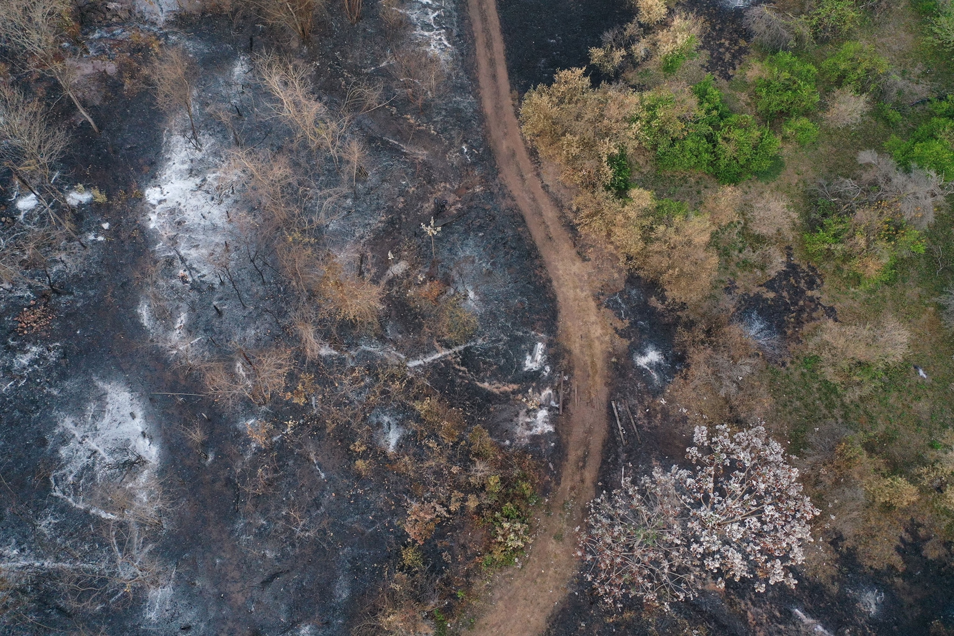an aerial view of destroyed lemon trees