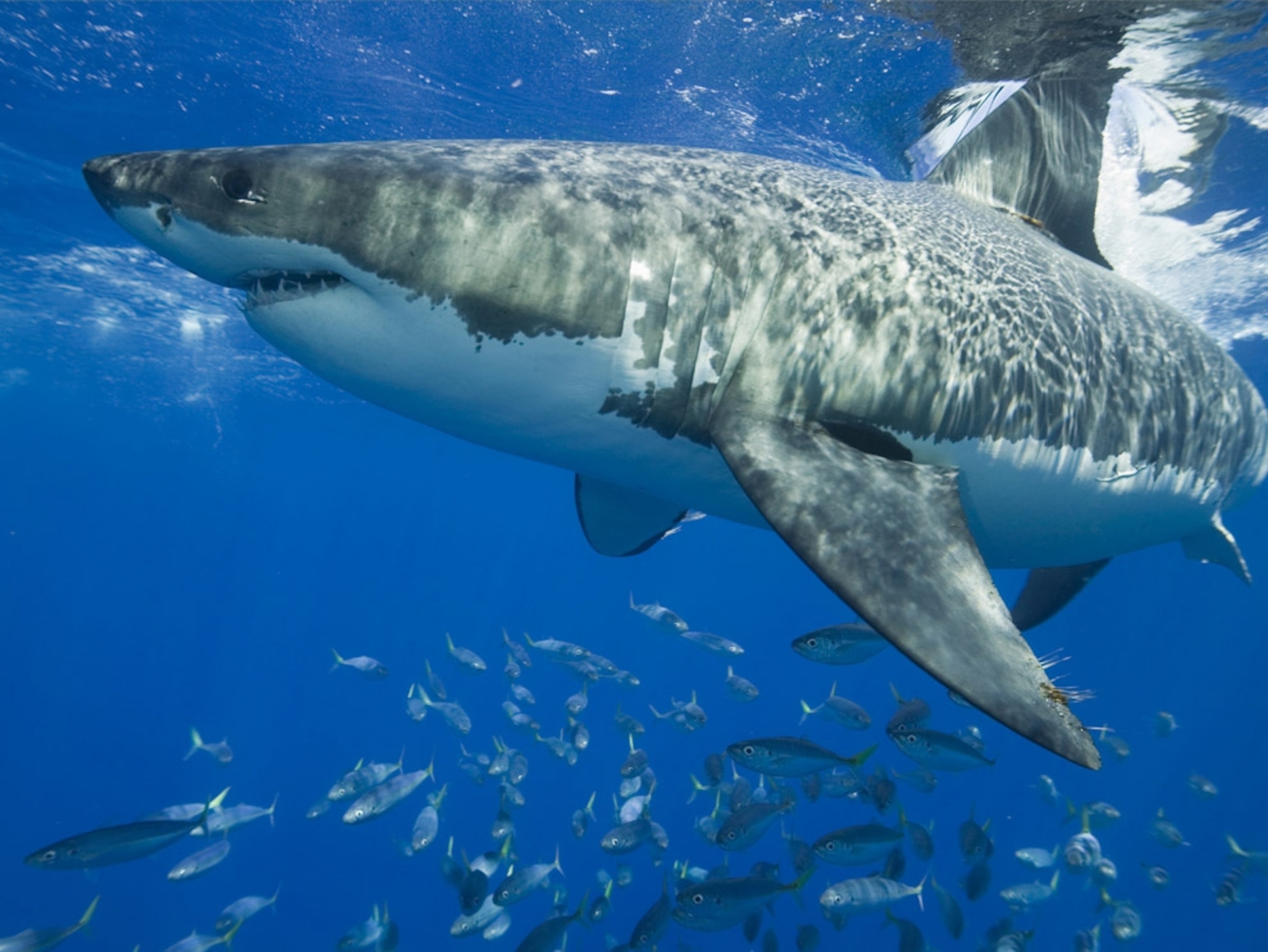 Great white shark and fish