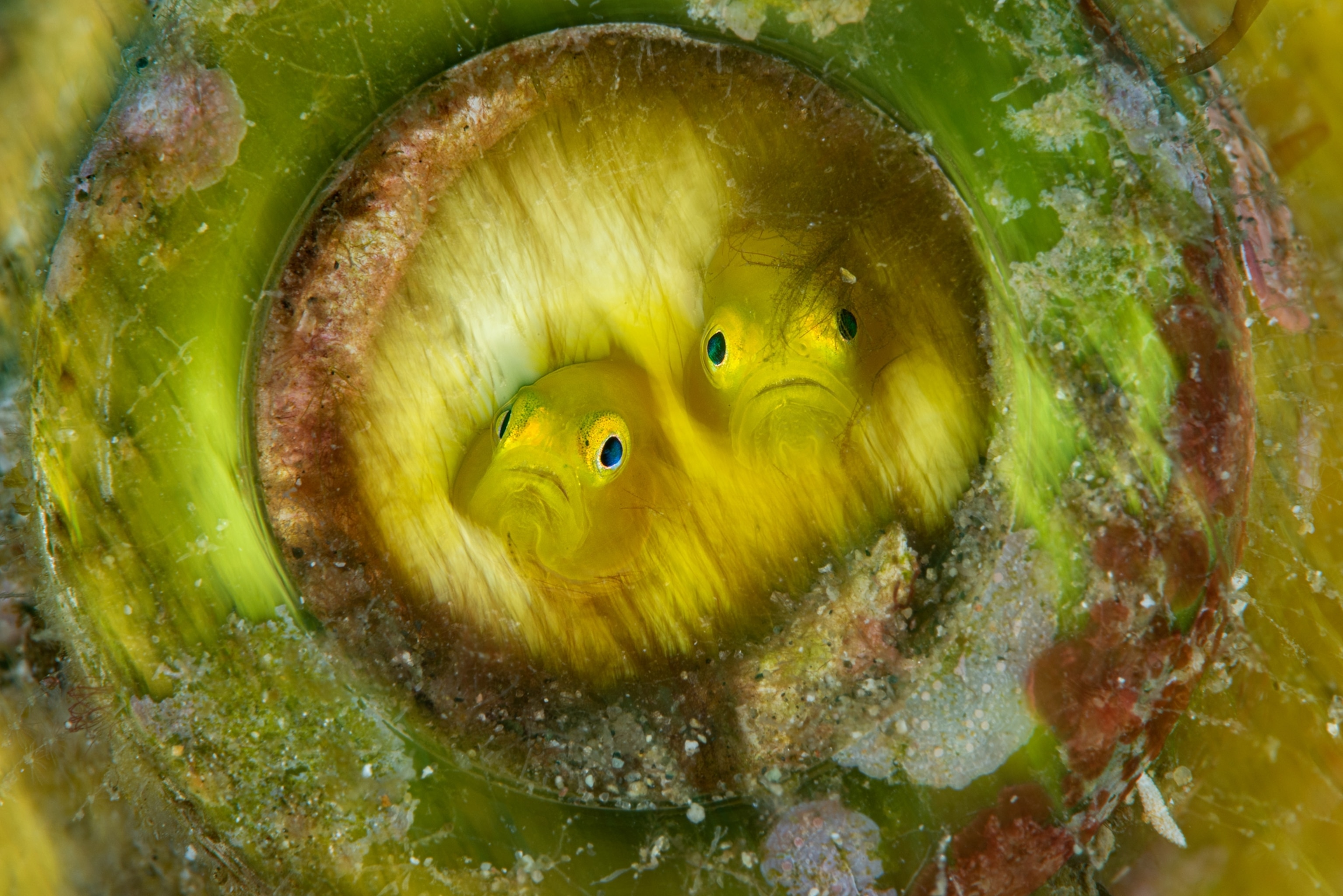 Picture of two yellow fish inside of a glass bottle, looking straight at the camera.