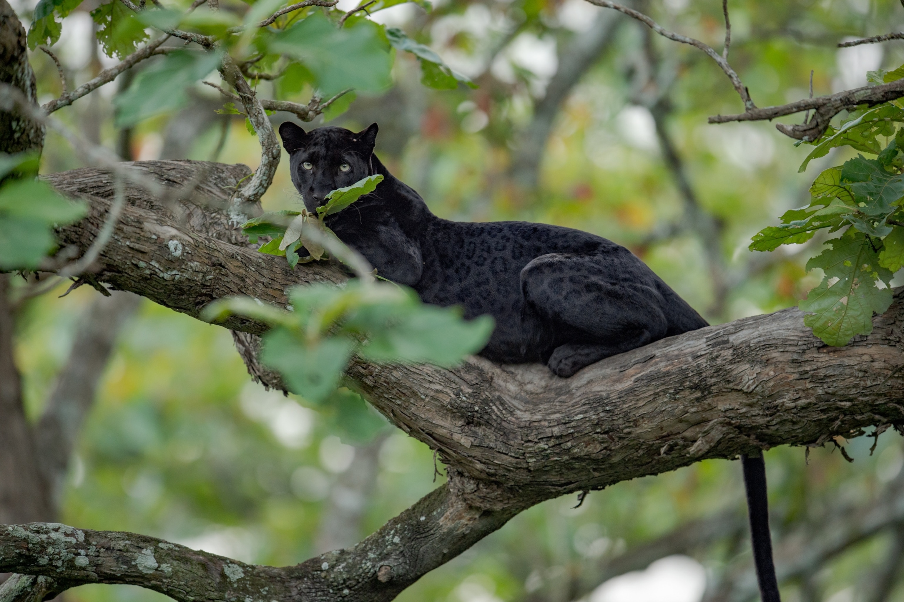 Picture of a black panther resting on a branch, the distinct patterning of a leopard visible within the panther's black fur.
