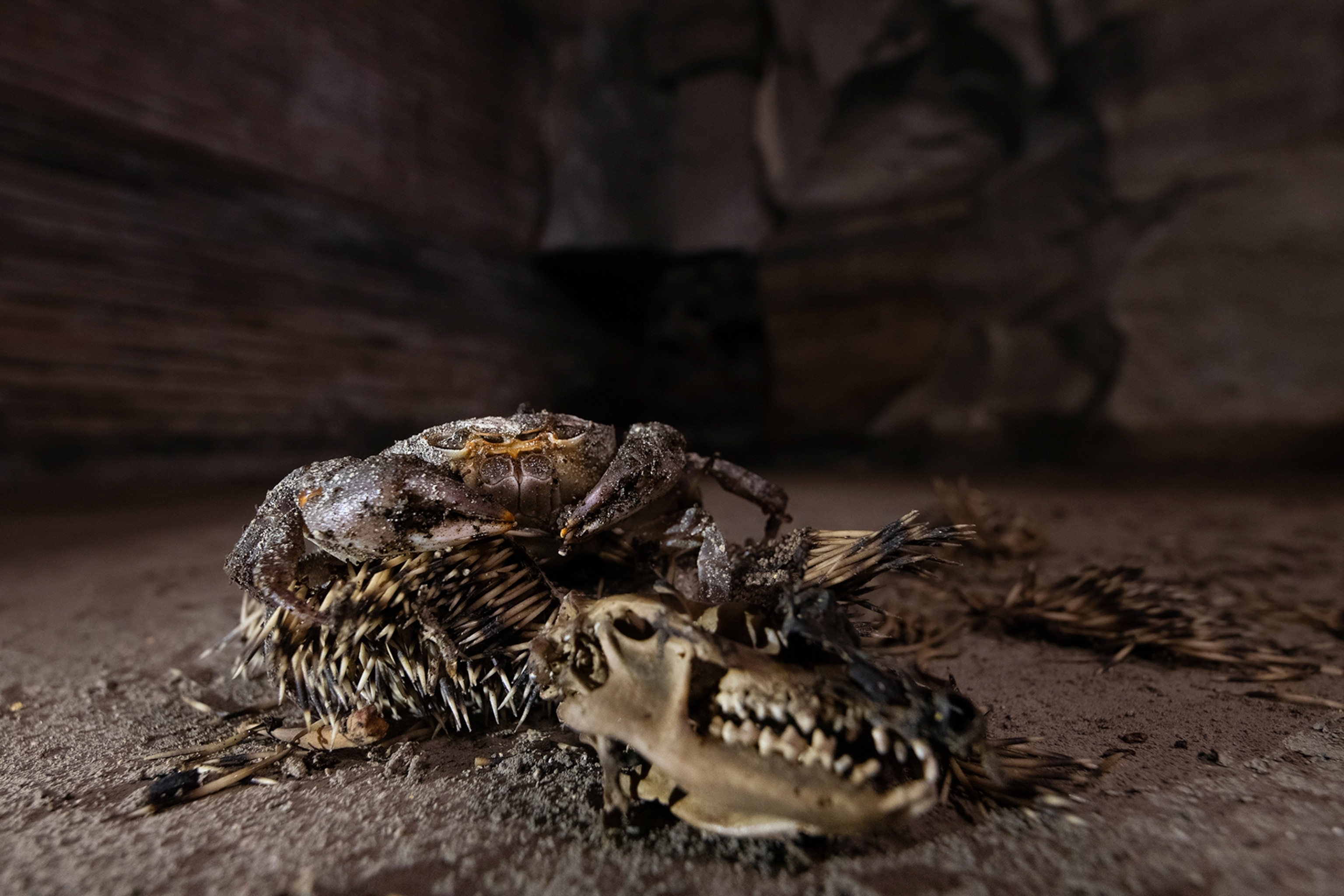 A crab over a carcass, in a dark space.
