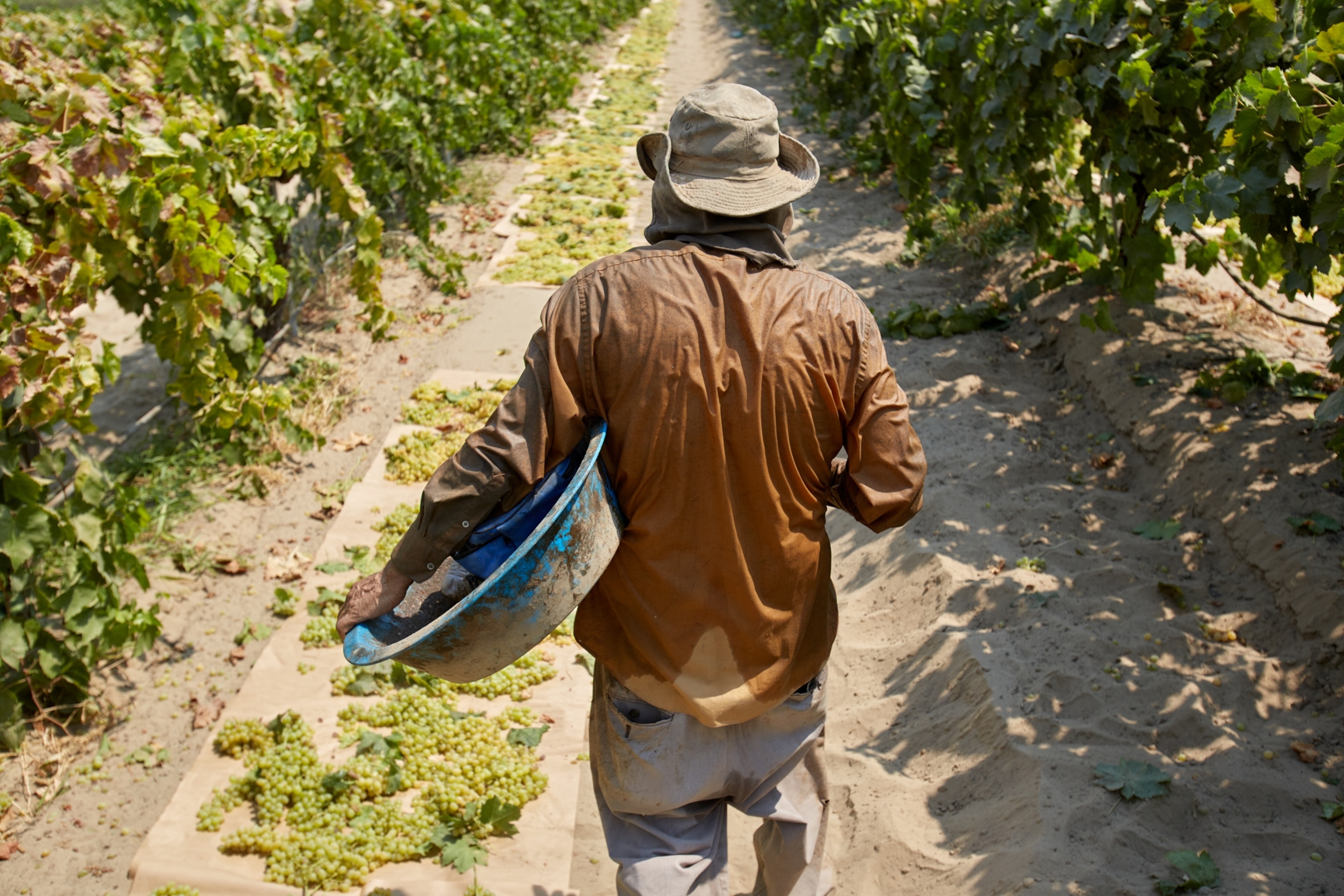 A grape harvester, seen from behind, his shirt drenched in sweat as he walks between rows of grapevines.
