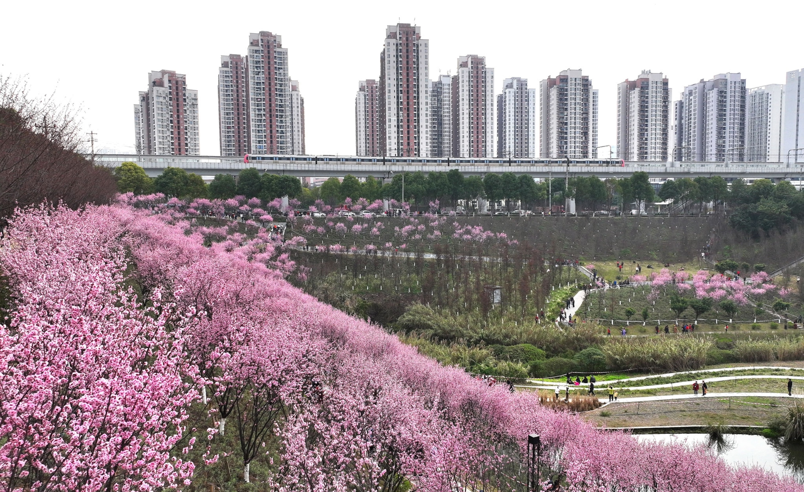 Photo of bright pink flowers with city skyline in background