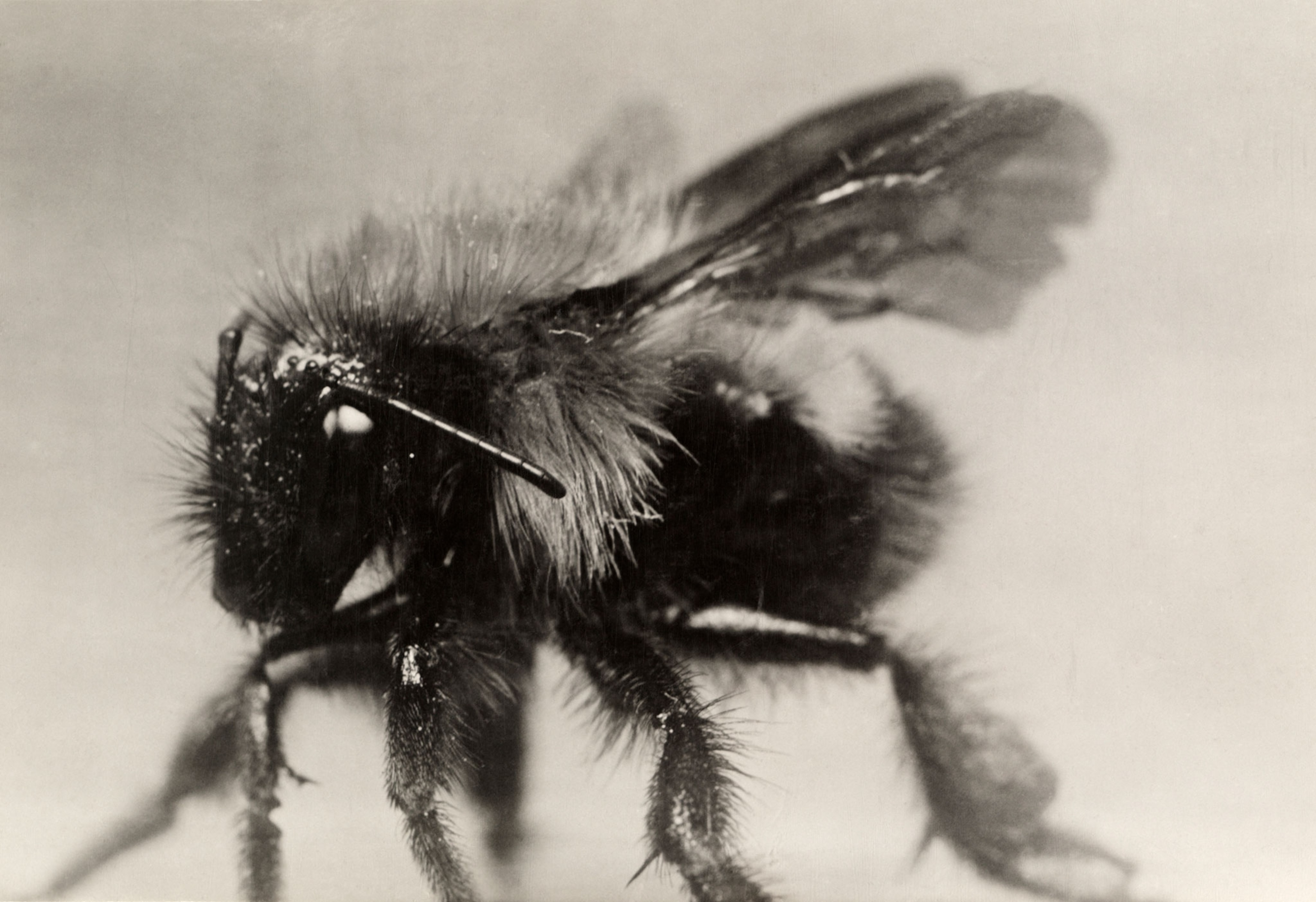 a bumblebee
