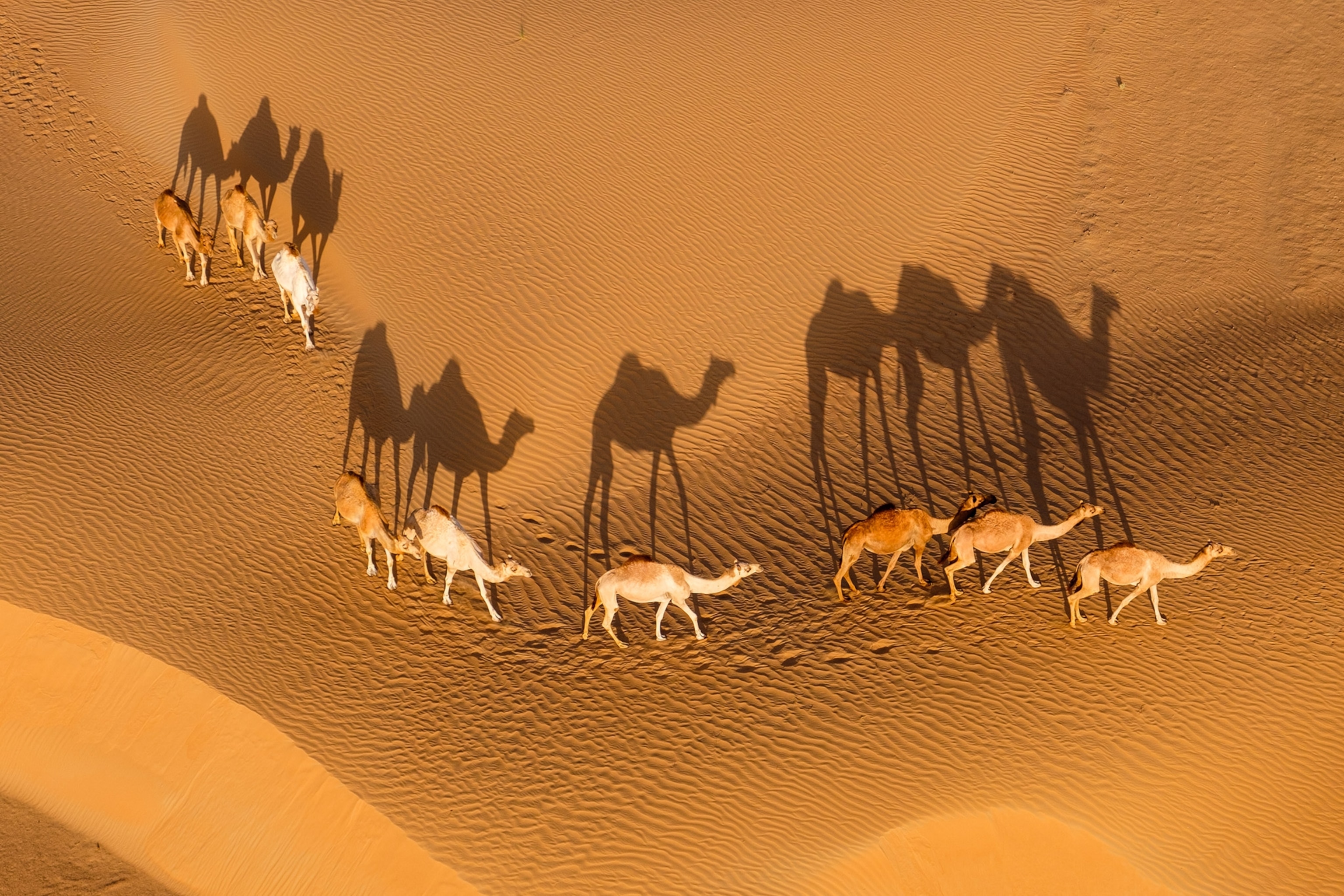 Sand dunes cast heavy shadows, as camels cross the dunes.