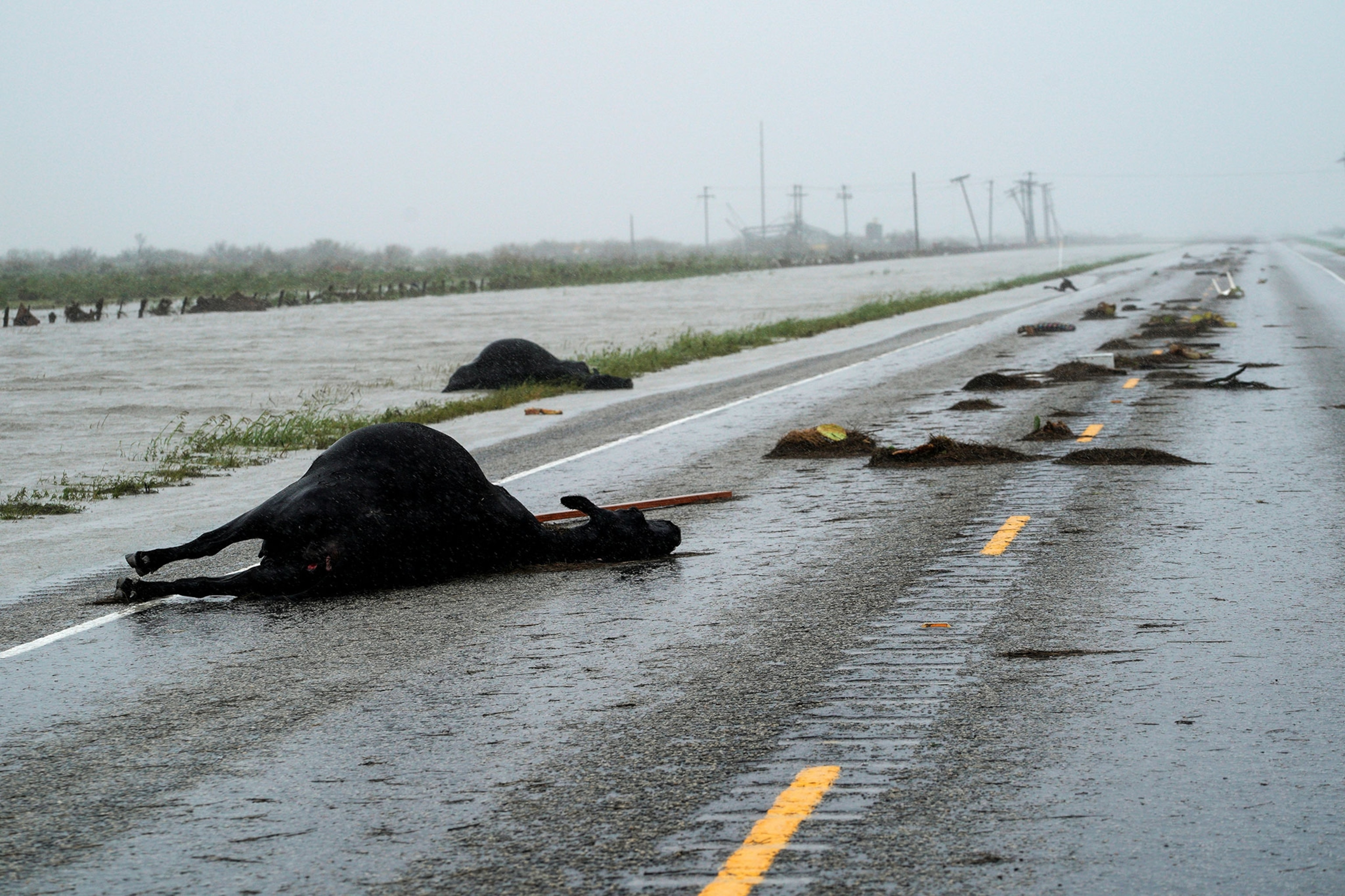 dead cows on the road