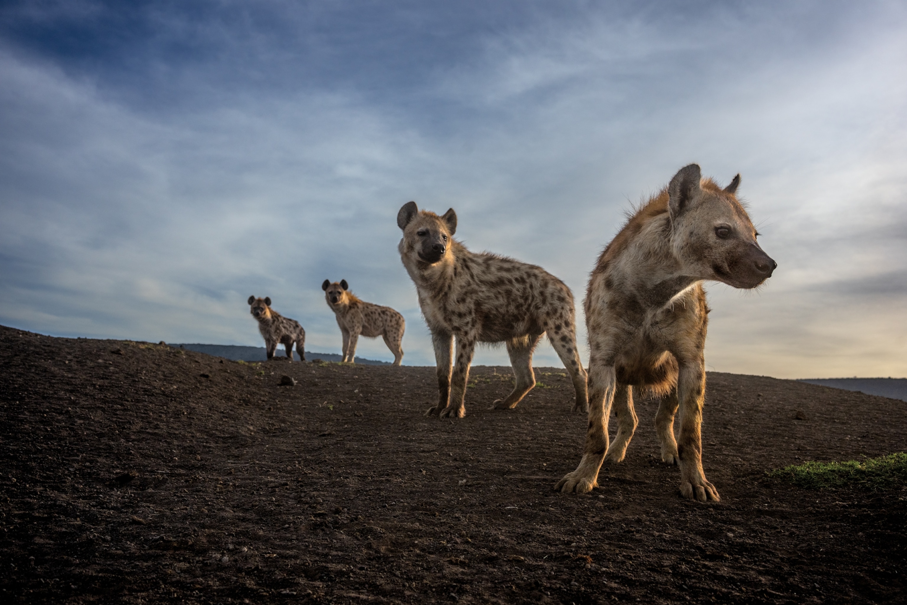 four hyenas stand in a line looking to their left.