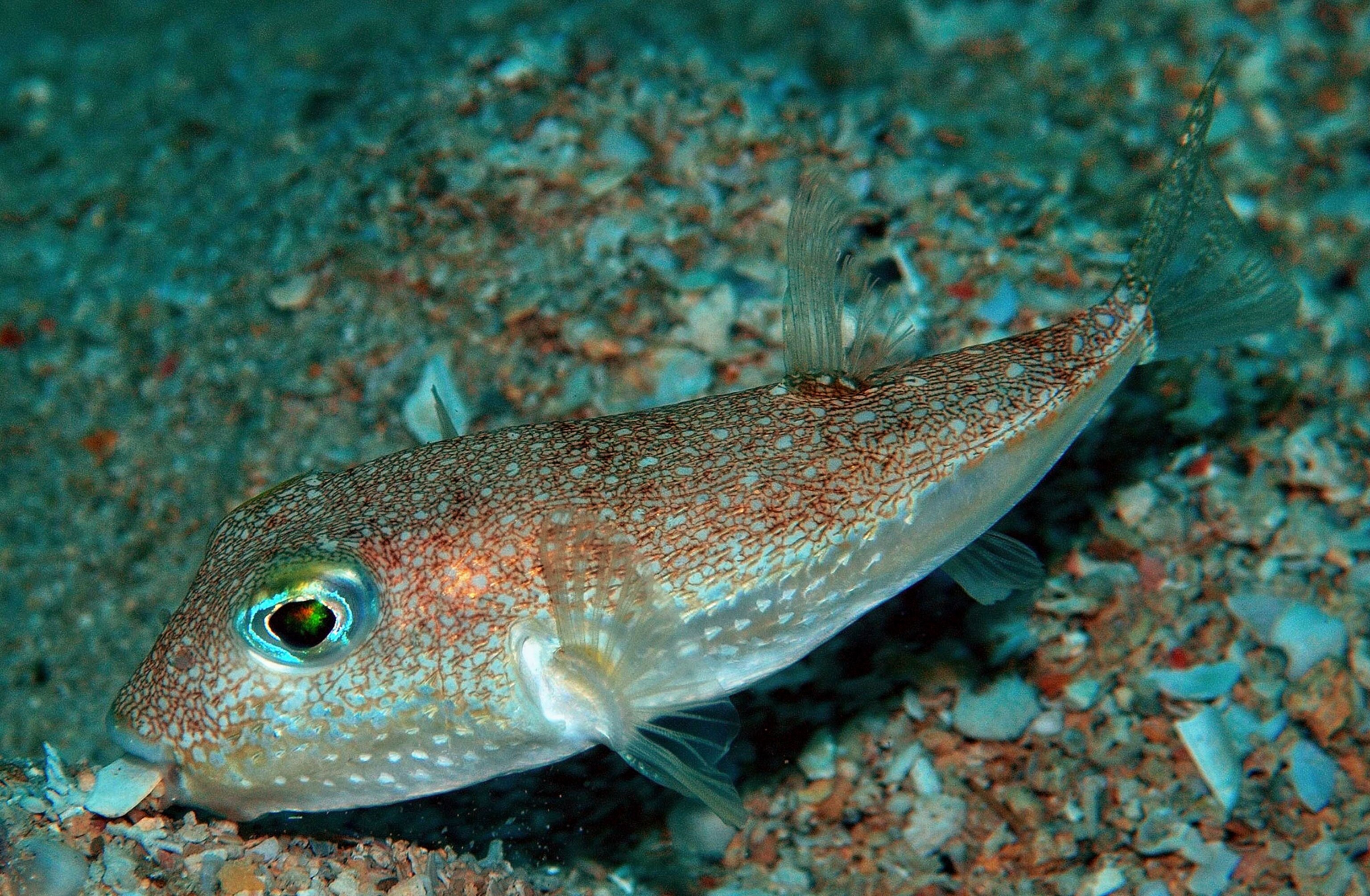 a pufferfish