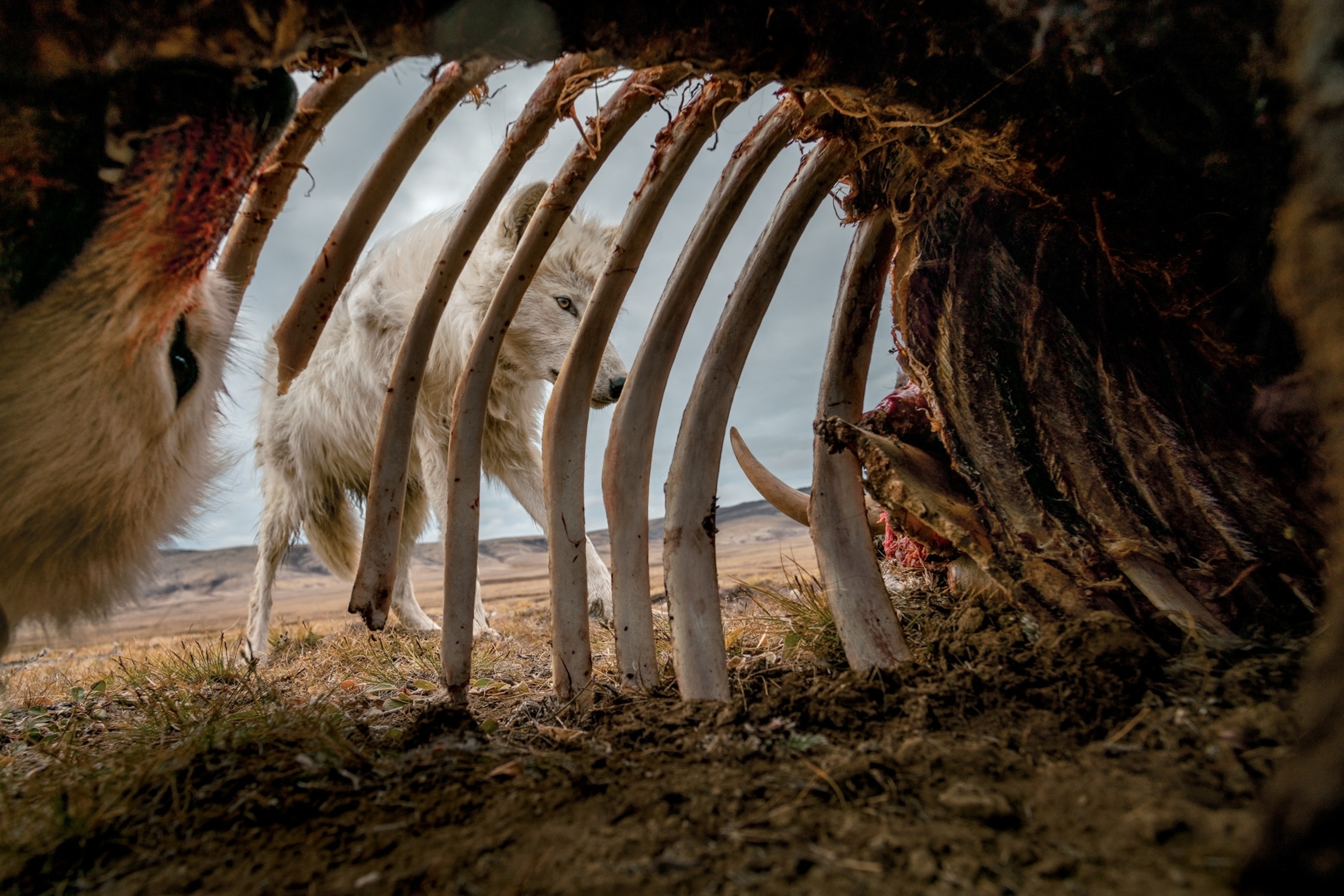 wolves eating a muskox carcass in Ellesmere Island