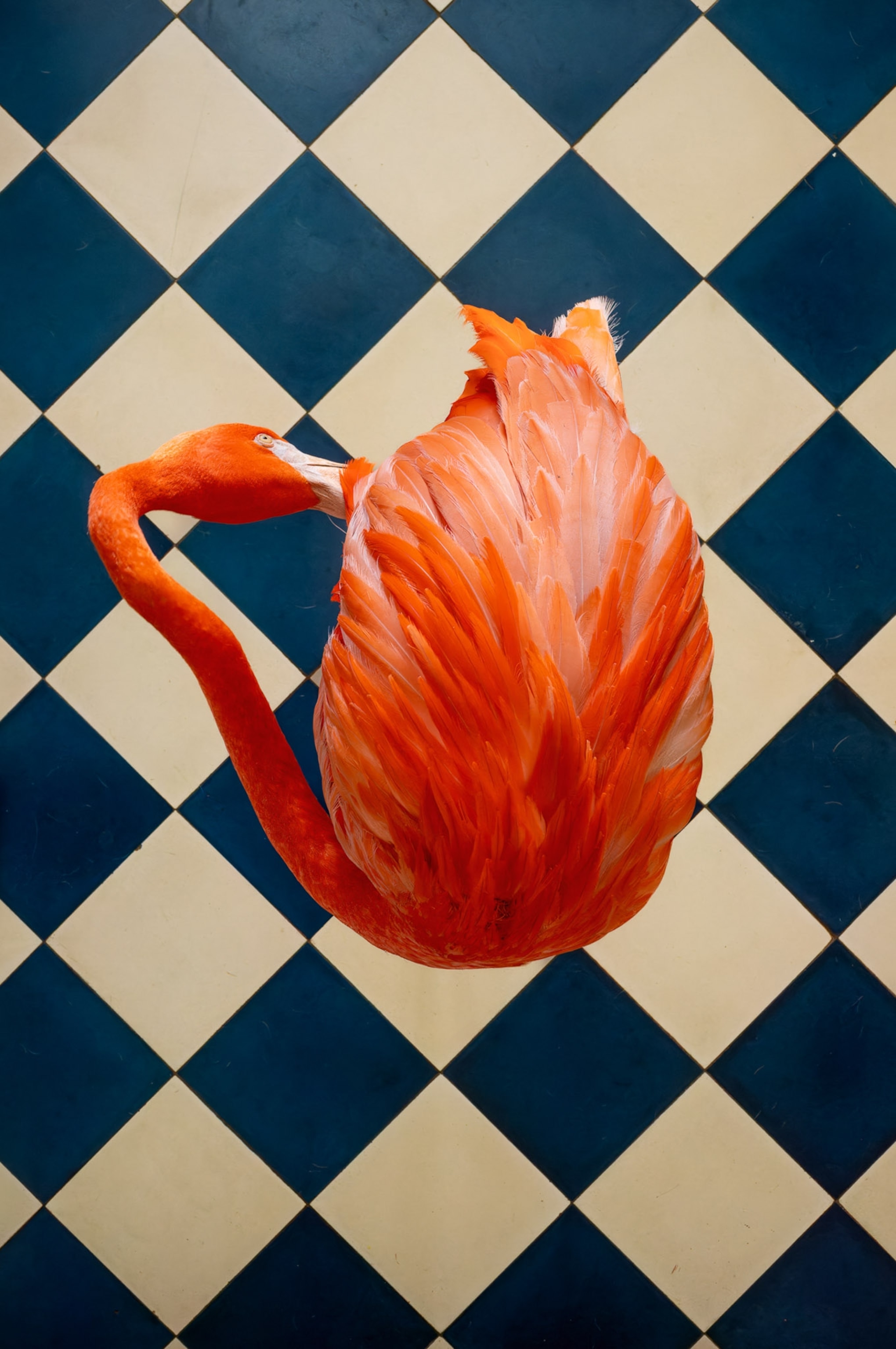 A top view of a flamingo with pink feathers and checkered floor.