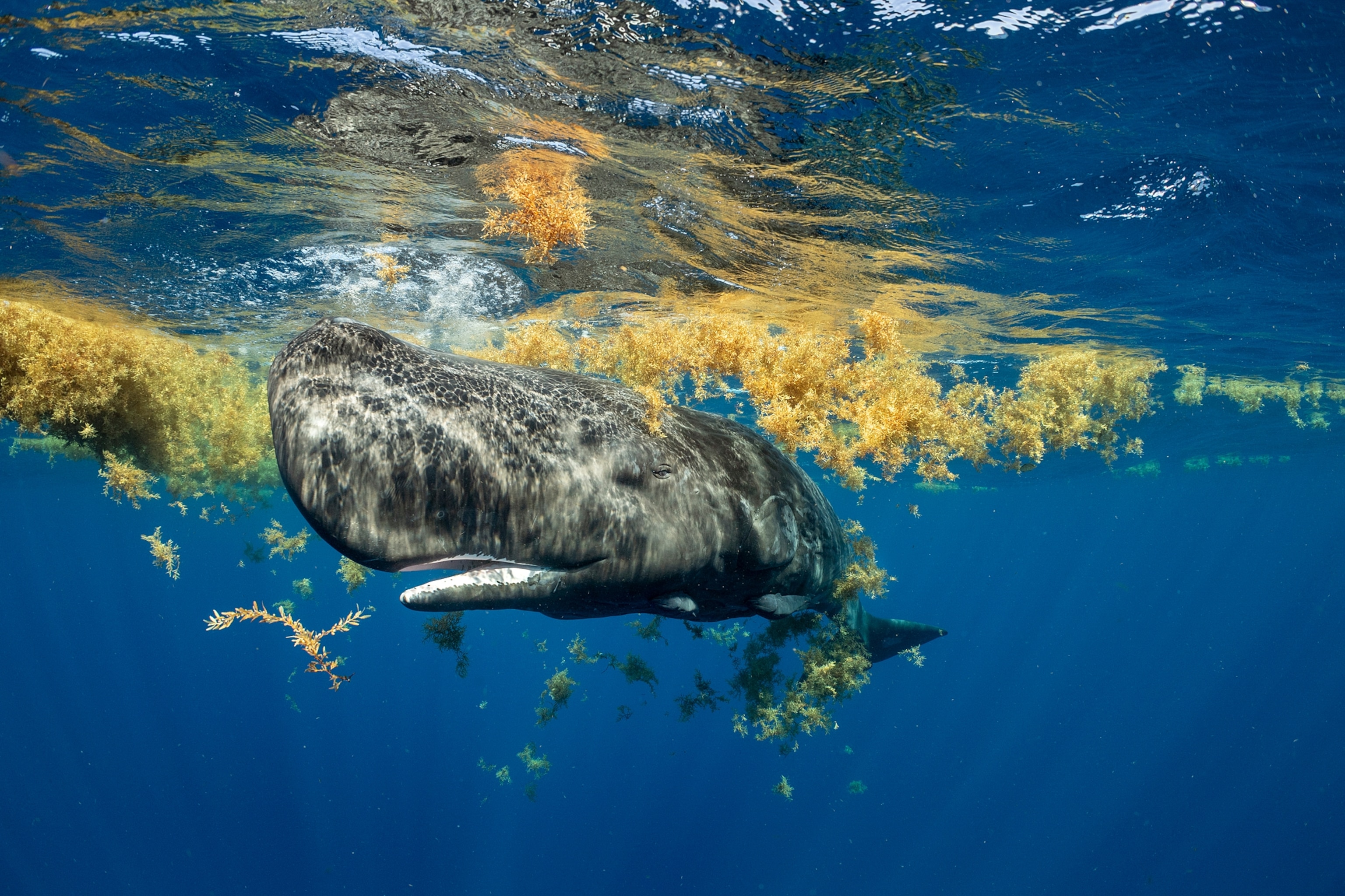Whale swimming in seagrass.