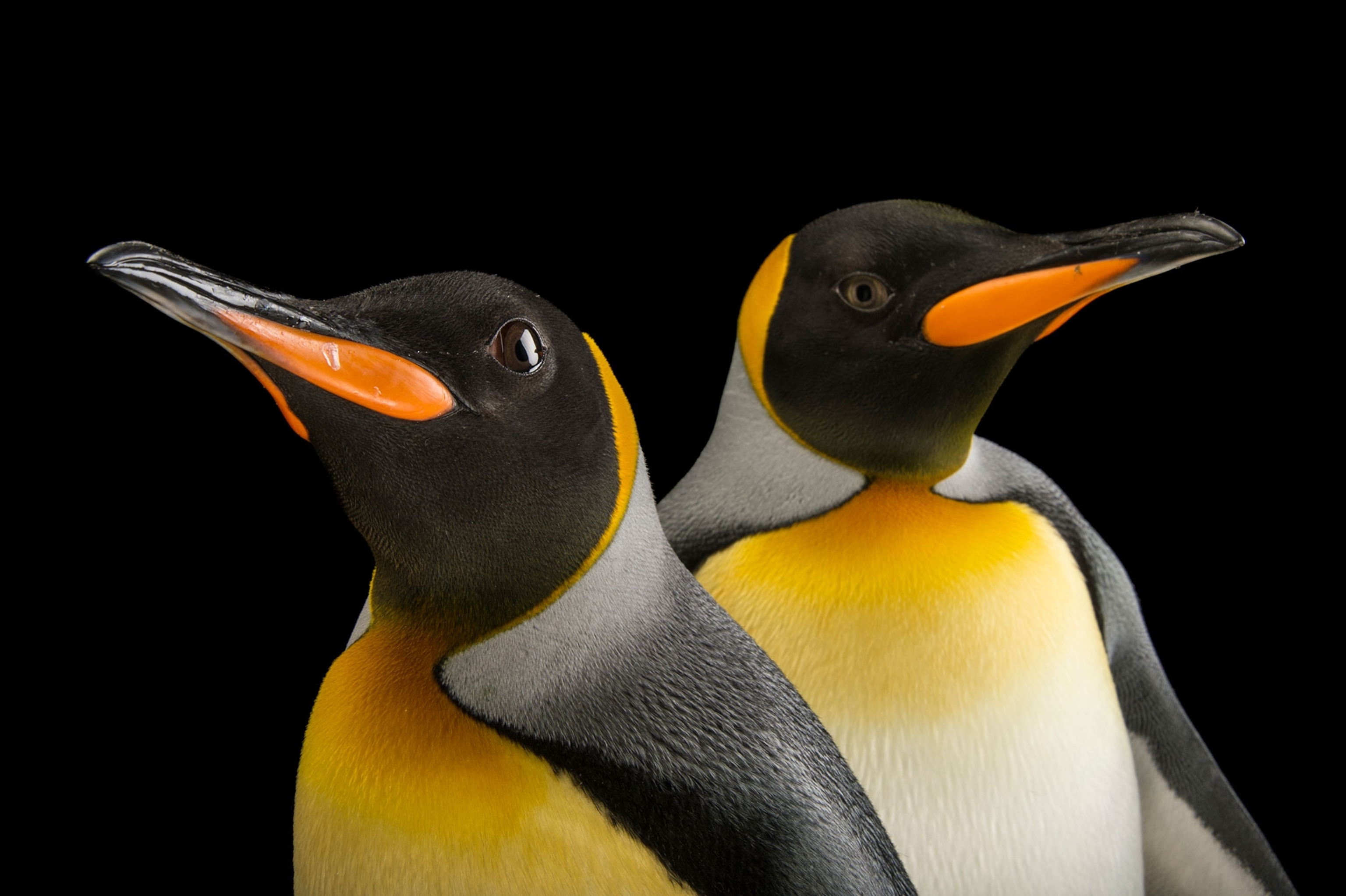 two penguins