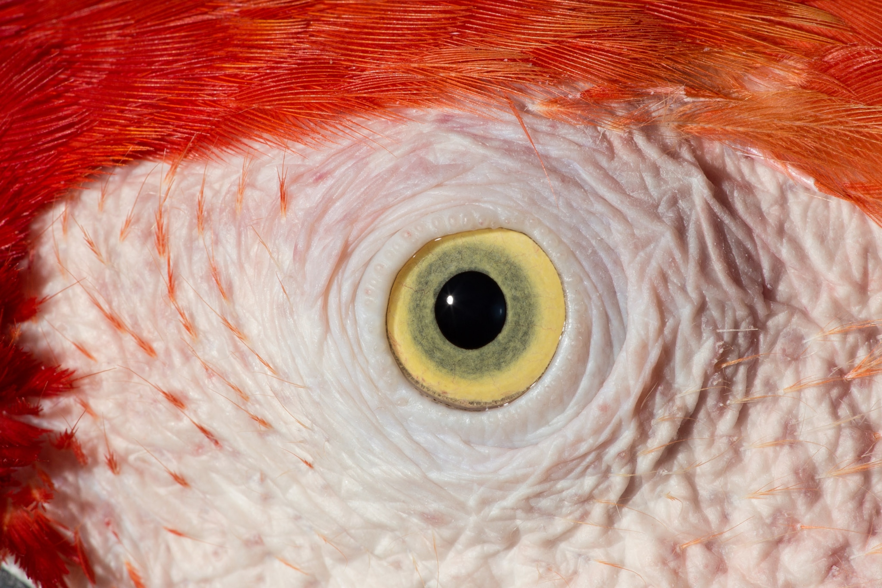 The eye of the Macaw is surounded by bright red feathers.