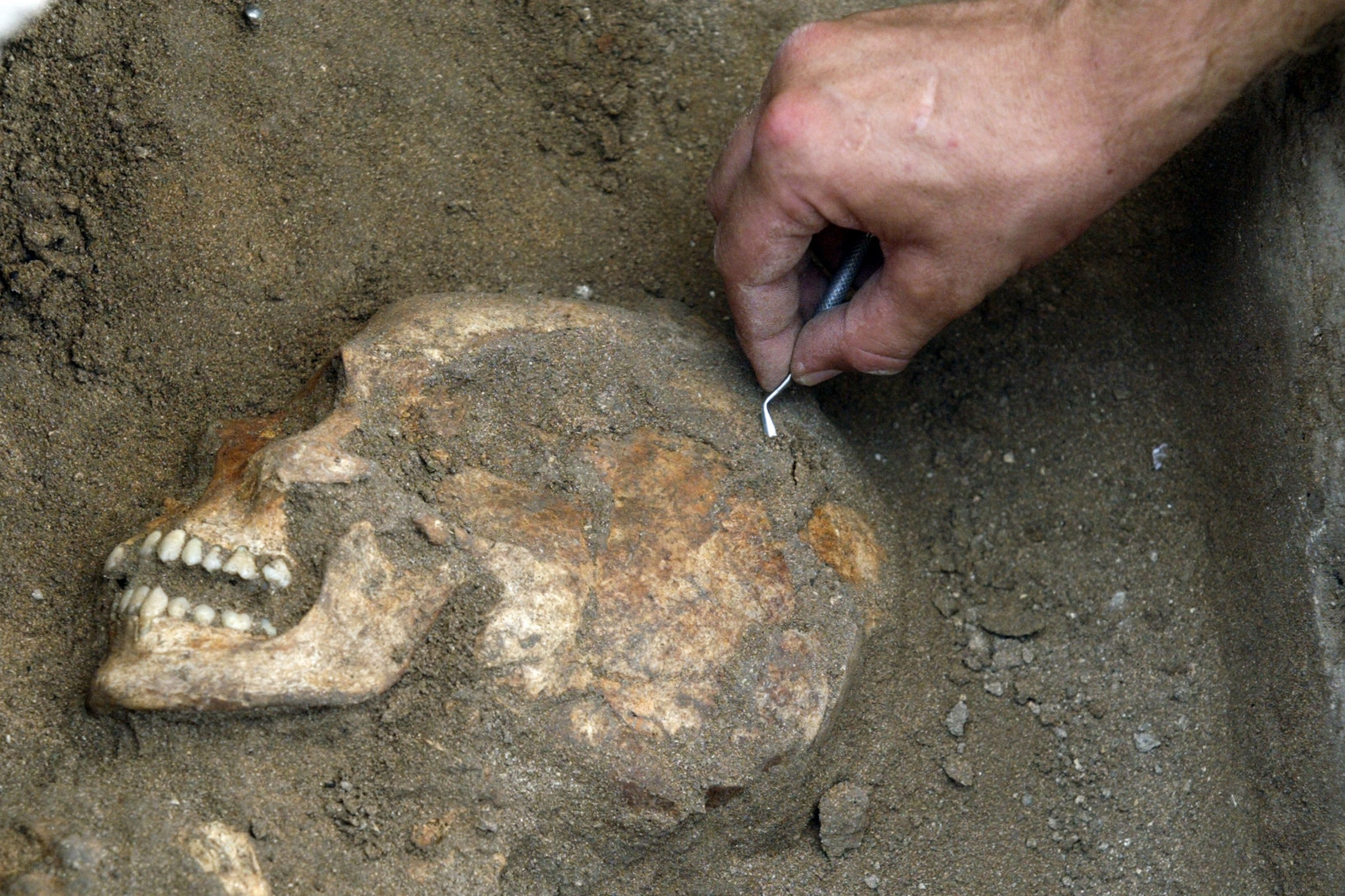 an archaeologist excavating a skull