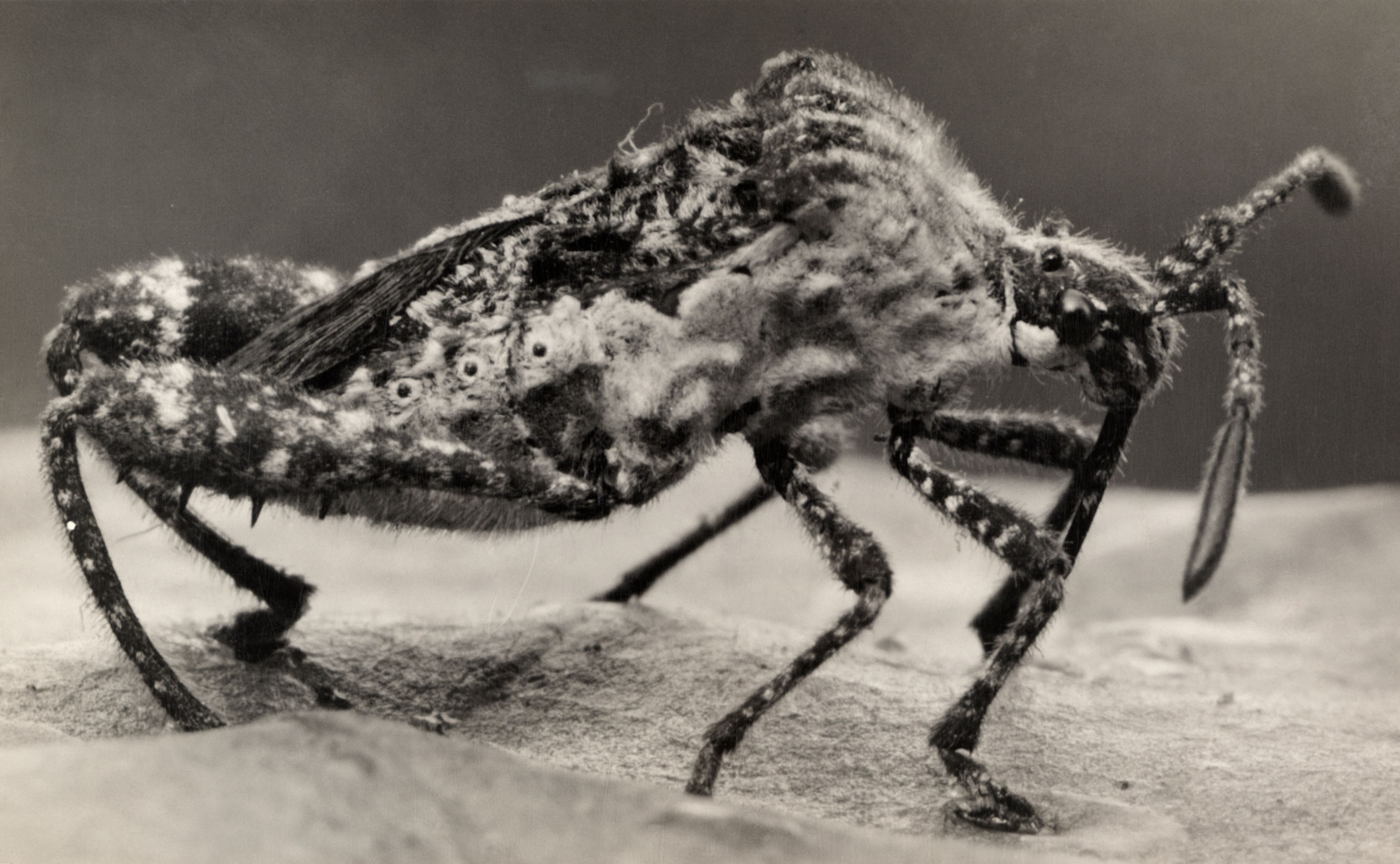 a leaf-footed bug