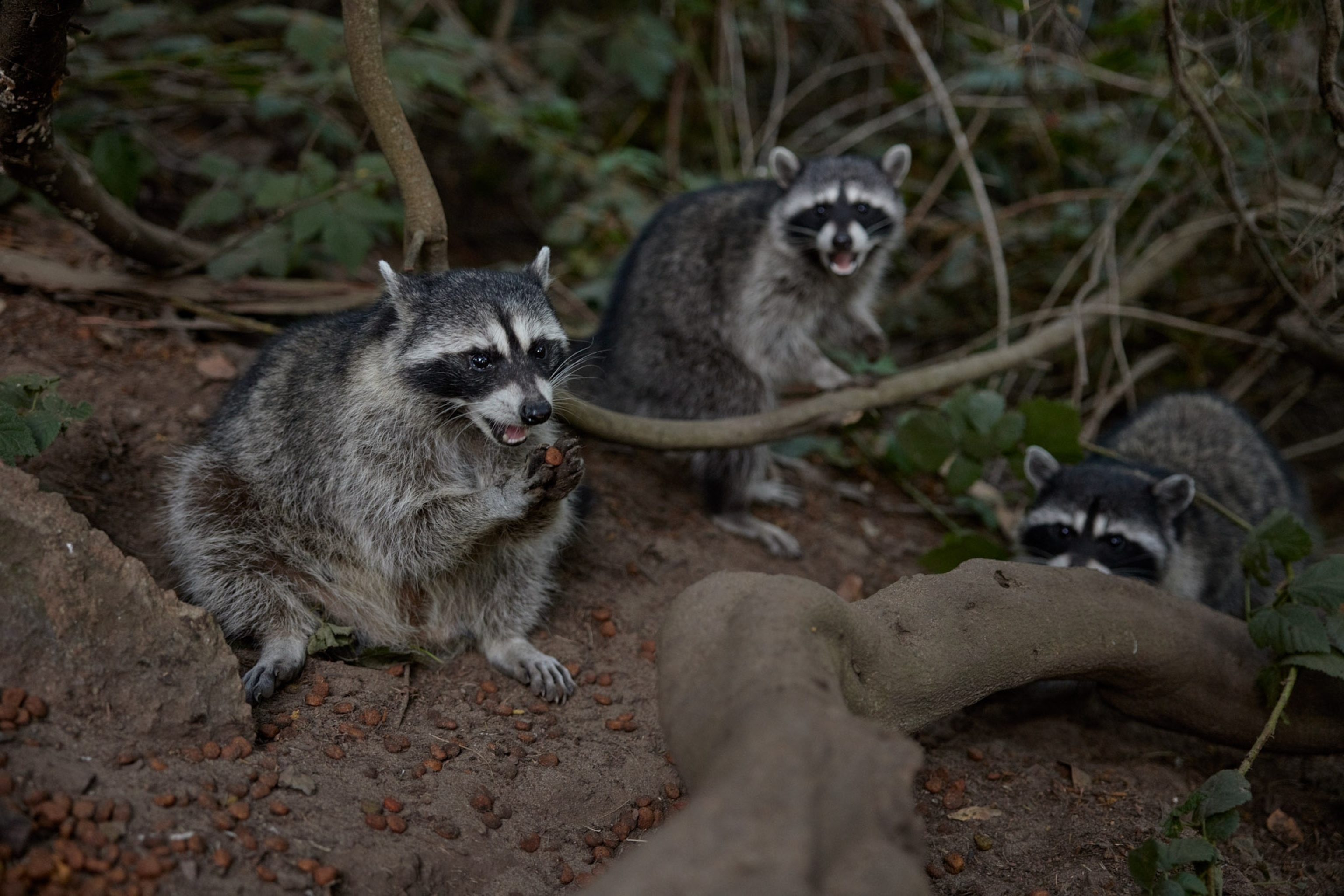 Raccoons eat dog kibble that was dumped on the ground by a local.