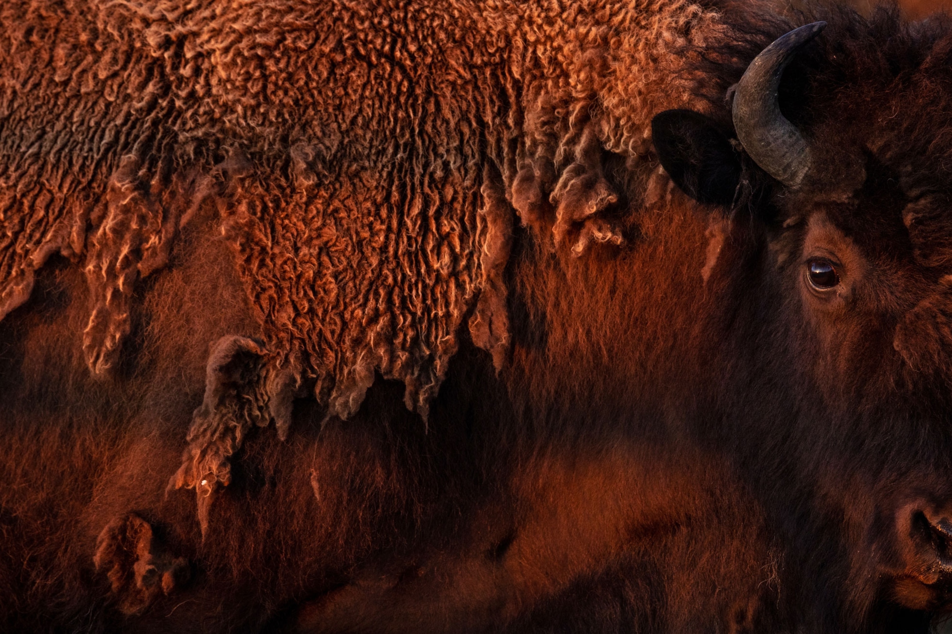 A close up of golden light on a buffalo waiting in the corrals on the morning of the Chief Mountain release at the Buffalo Spirit Hills Ranch on the Blackfeet reservation