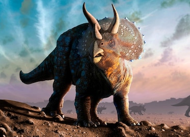 triceratops horridus