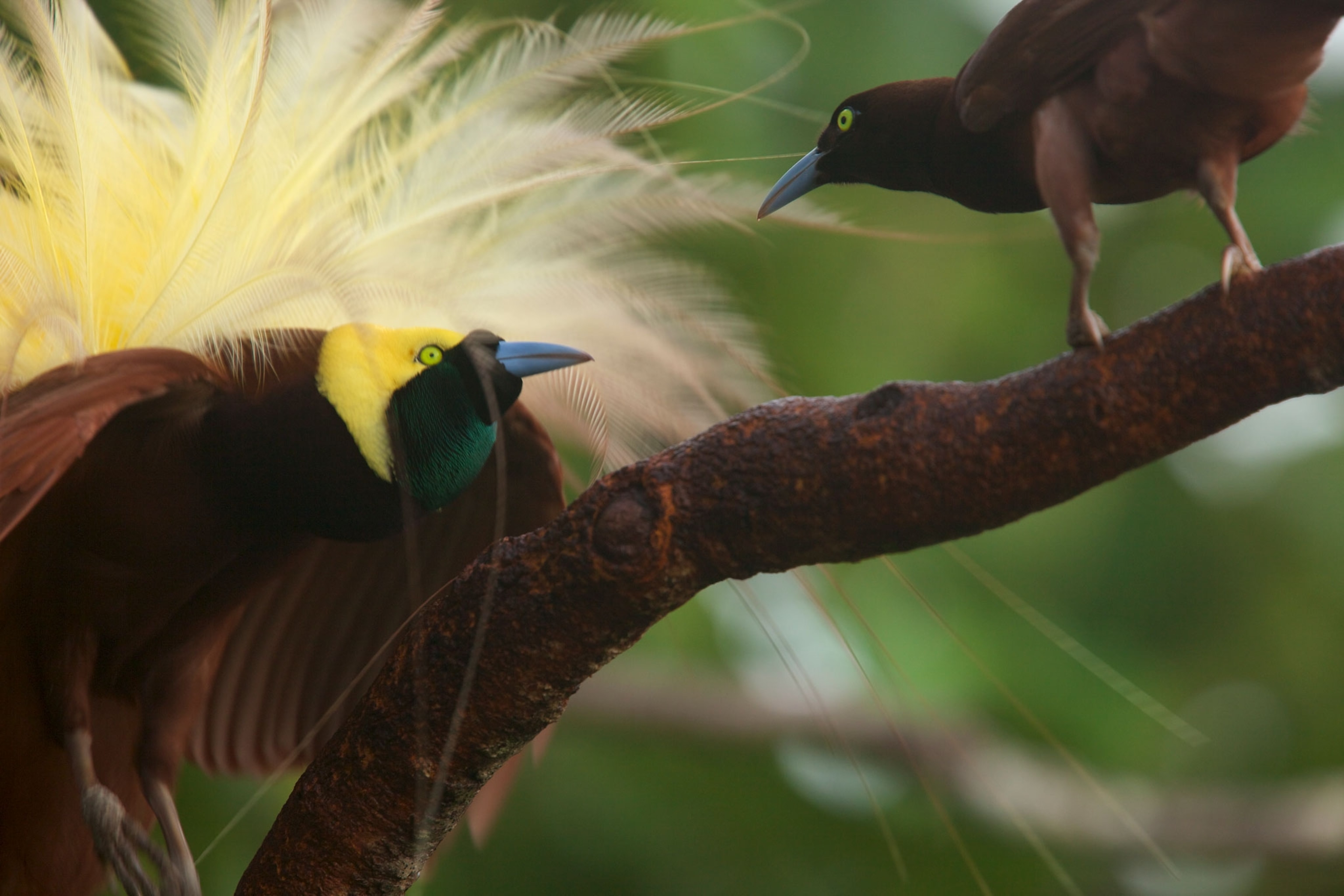 A male greater bird of paradise displays to a female