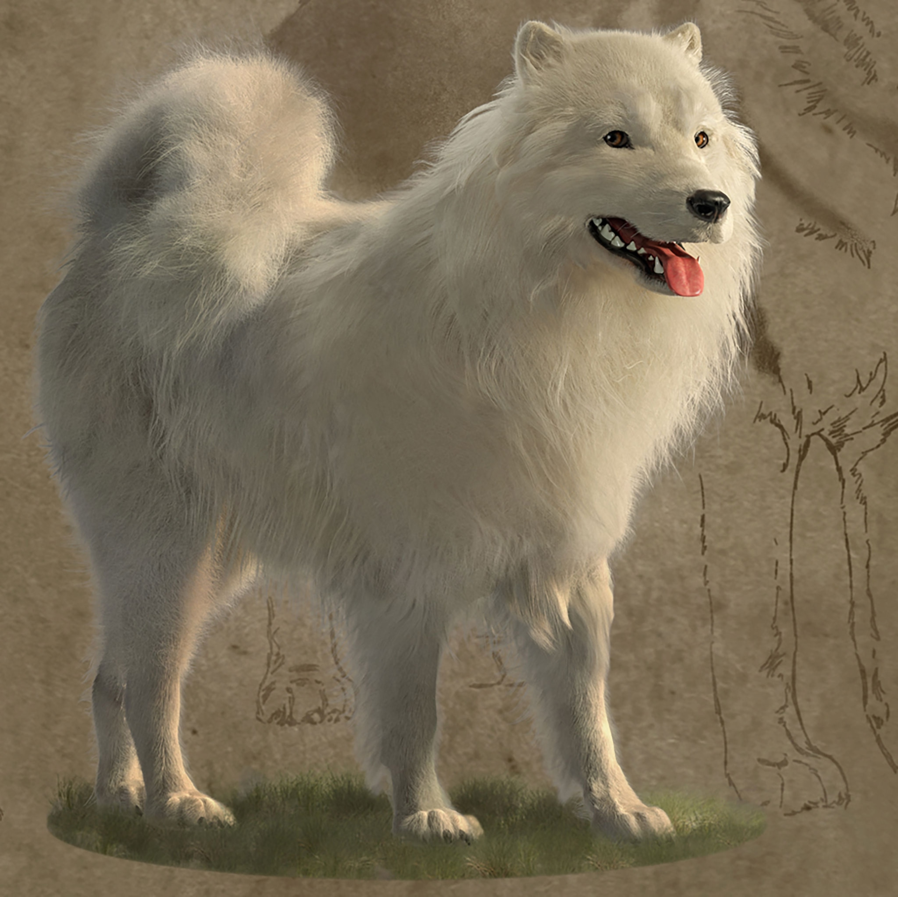 A woolly dog with a white, long, smooth fluffy coat
