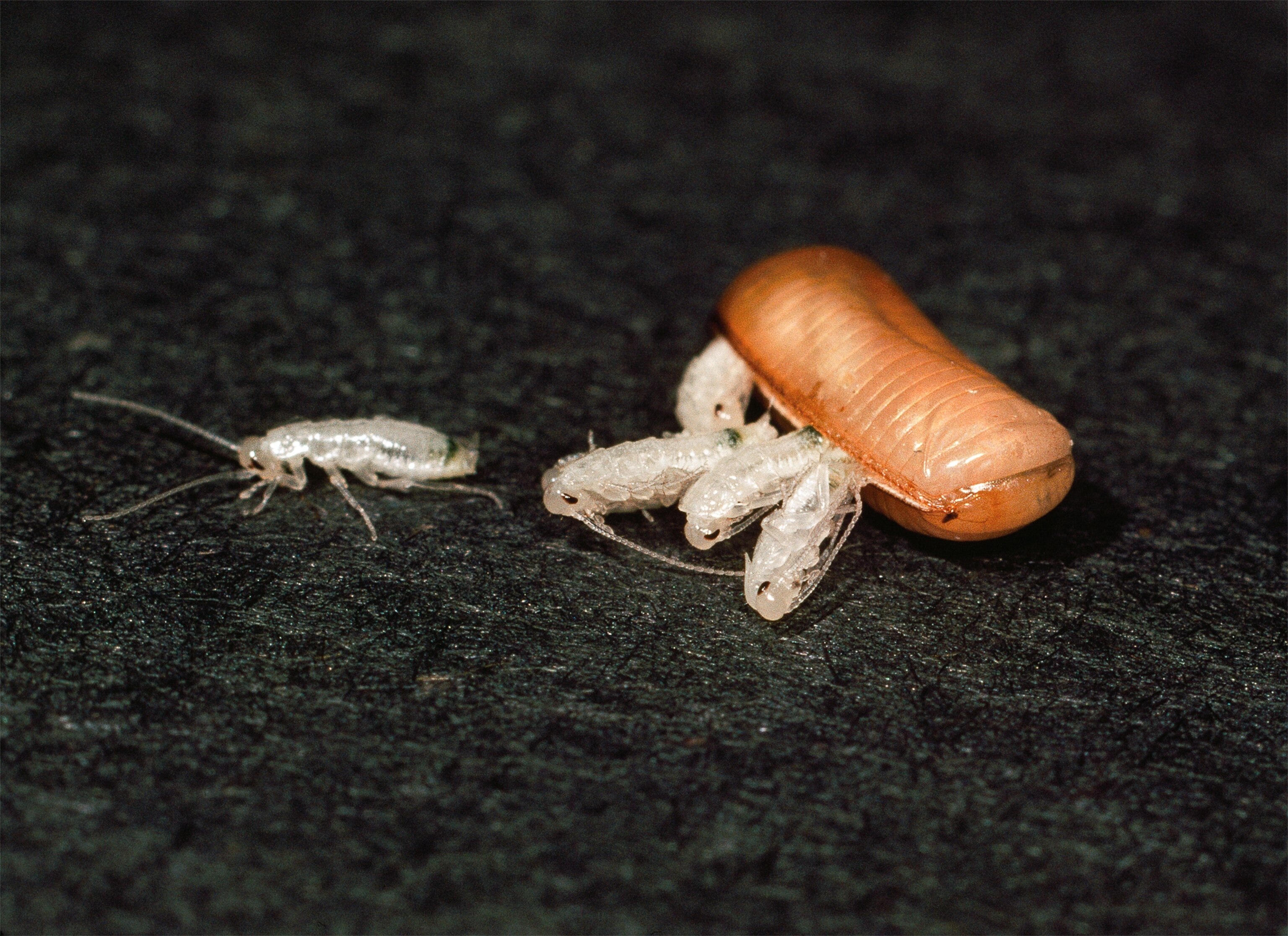 Cockroaches picture: for a Father's Day gallery on best animal dads