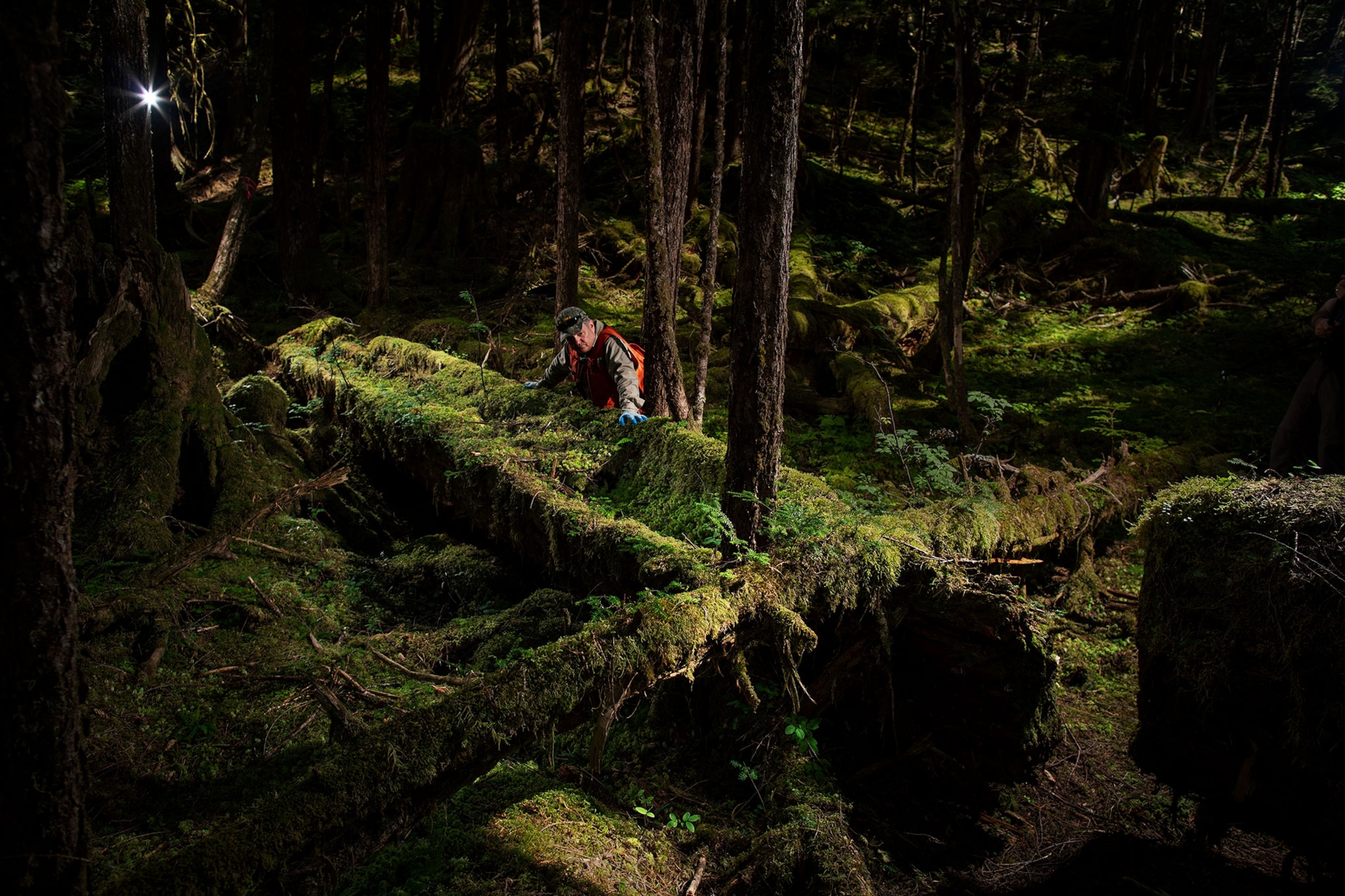 an ancient canoe covered in moss and other growth